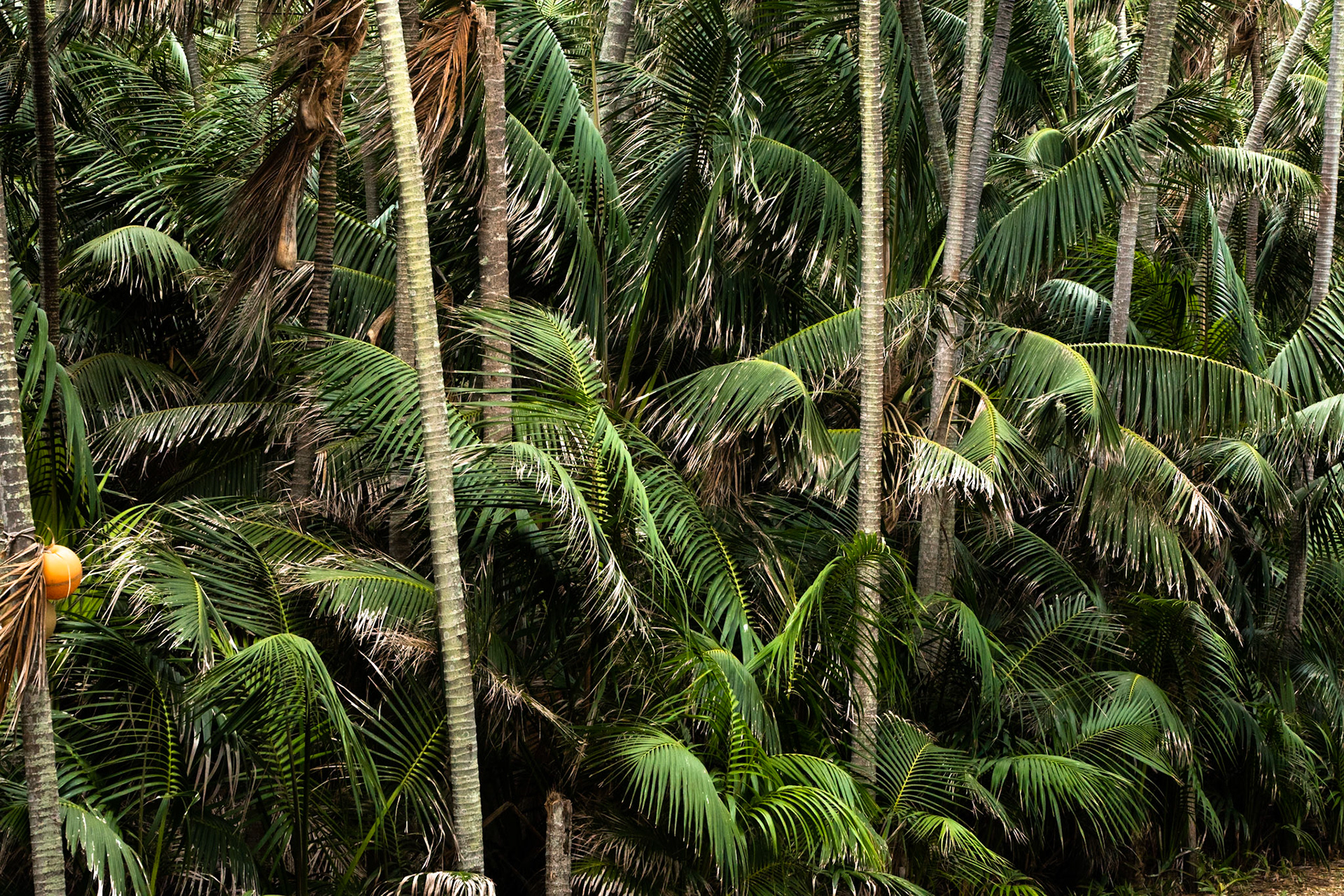 Kentia palms, Lord Howe Island, New South Wales, Australia