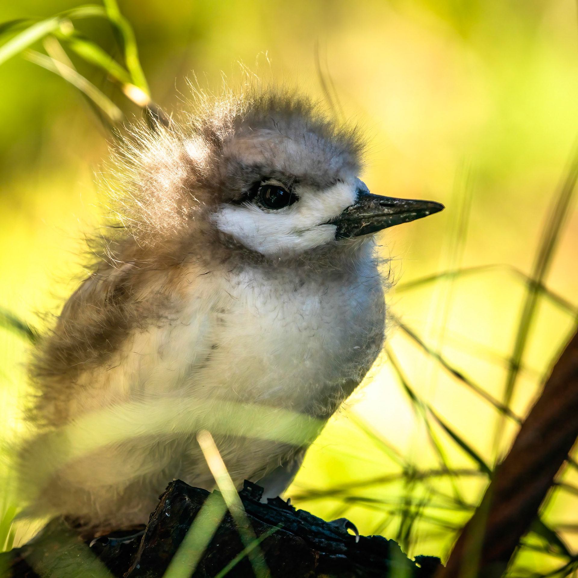 White tern, Lord Howe Island, New South Wales, Australia