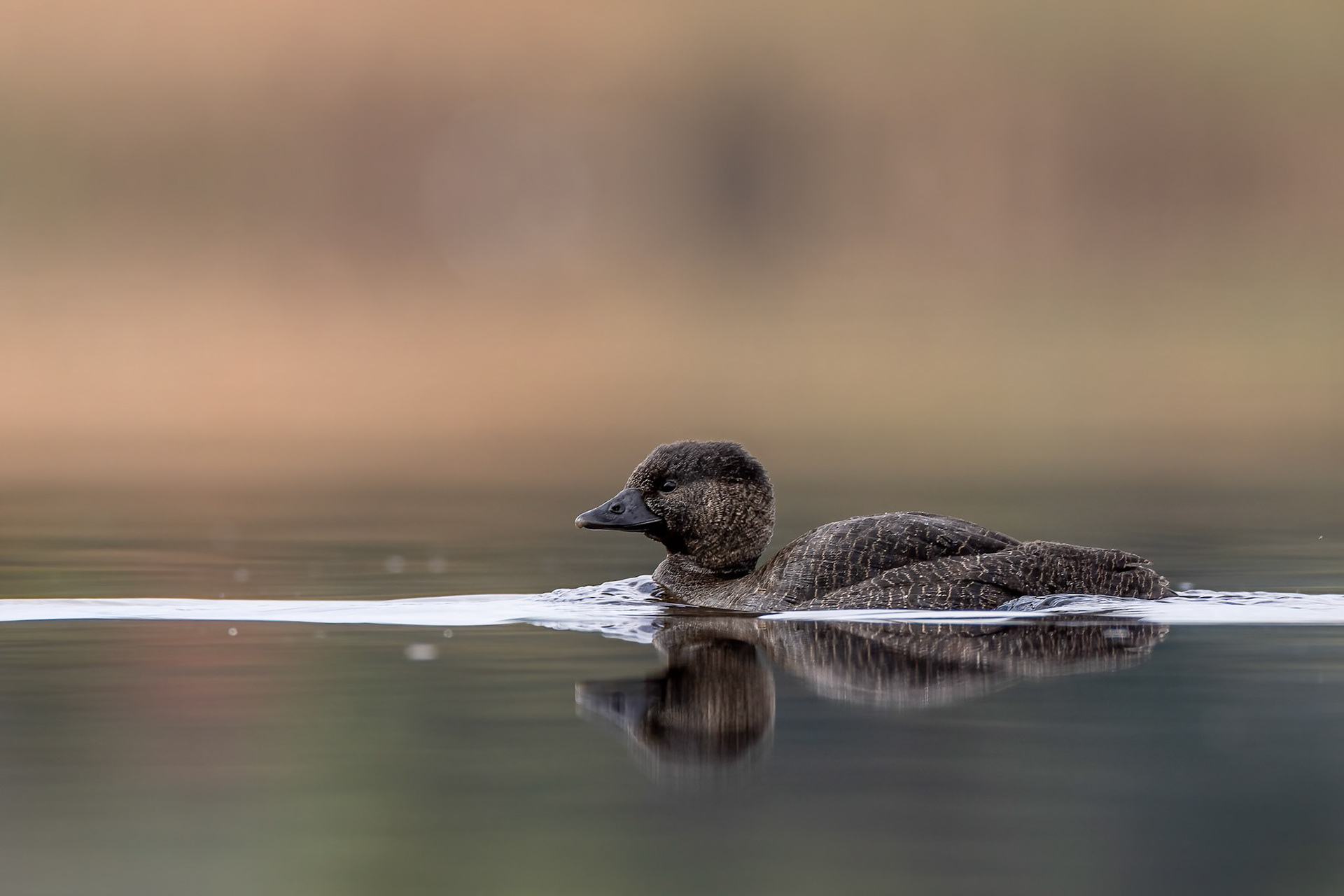 Musk duck, Perth, West Australia