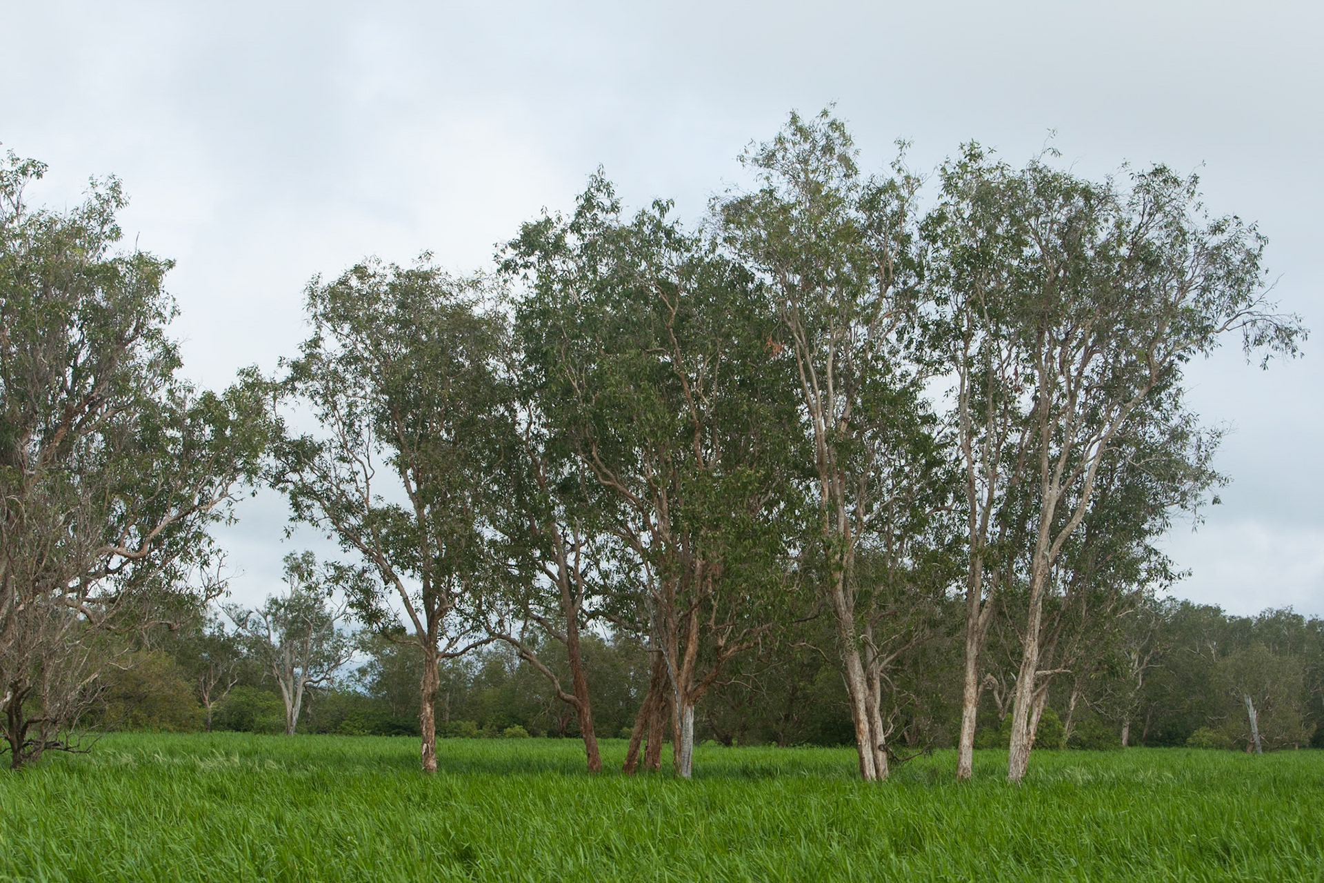 Trees, Cooinda, Kakadu, Northern Territory
