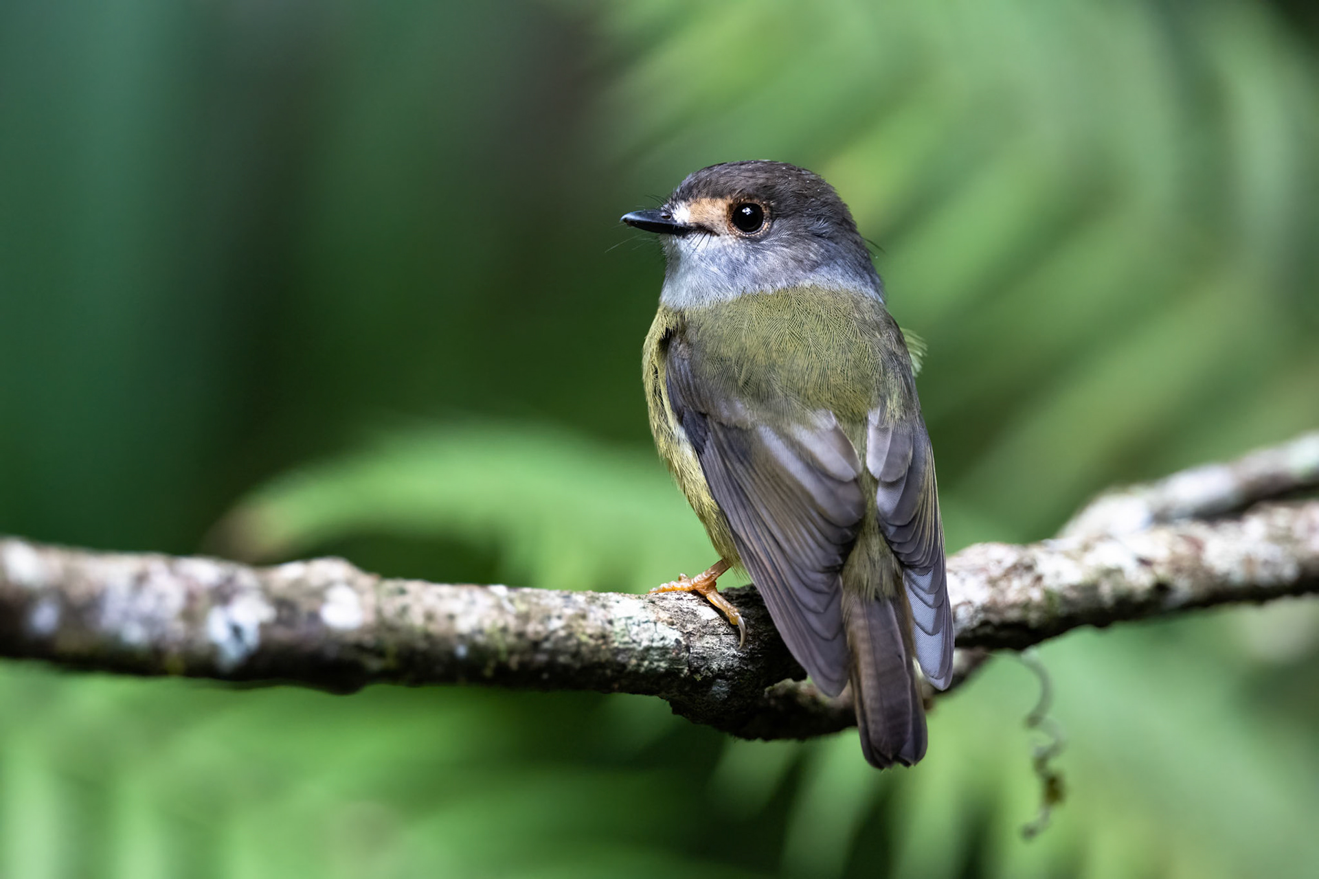 Pale-yellow robin, Lake Eacham, Atherton Tablelands, Queensland