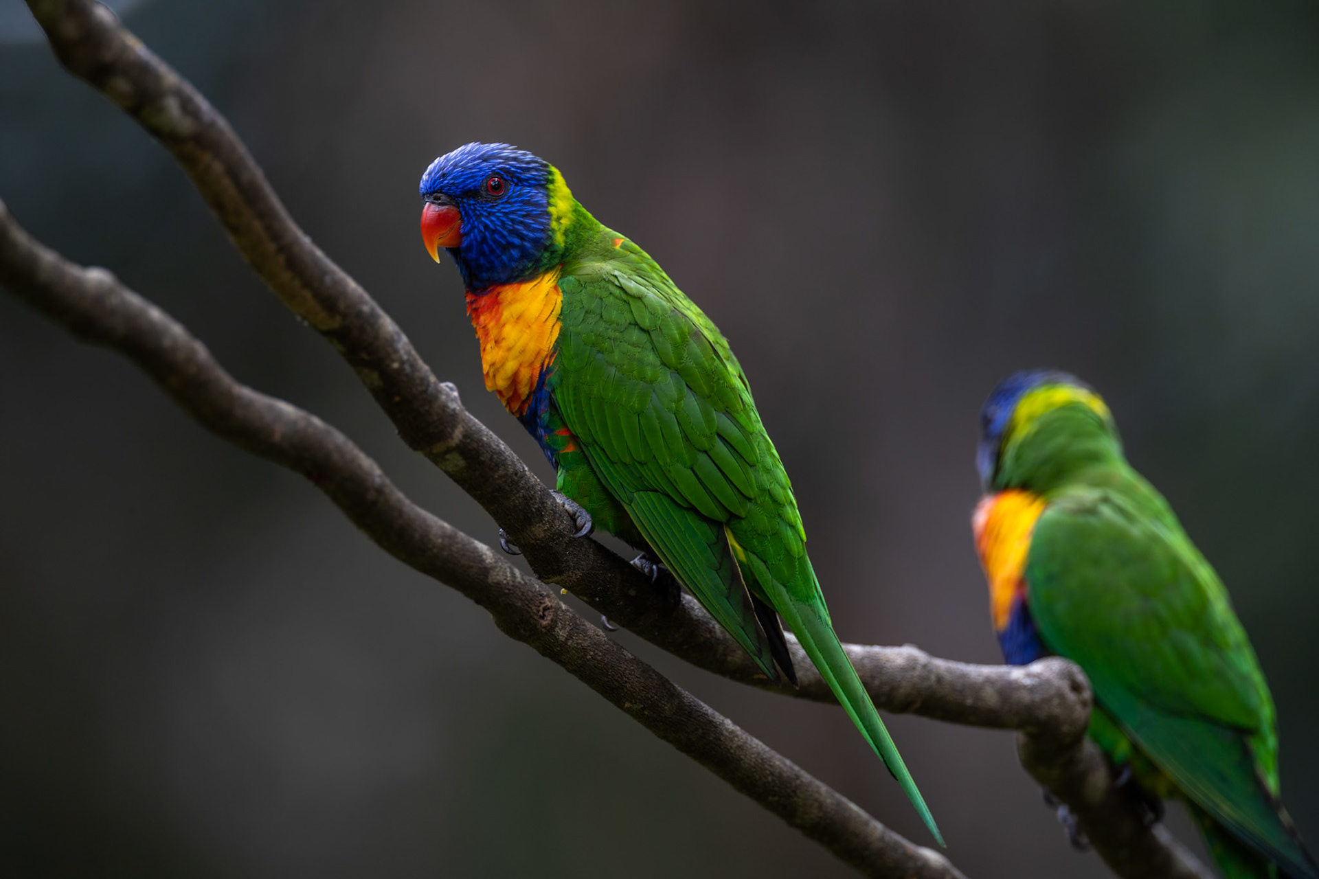 Rainbow lorikeet, Lake Eacham, Atherton Tablelands, Queensland
