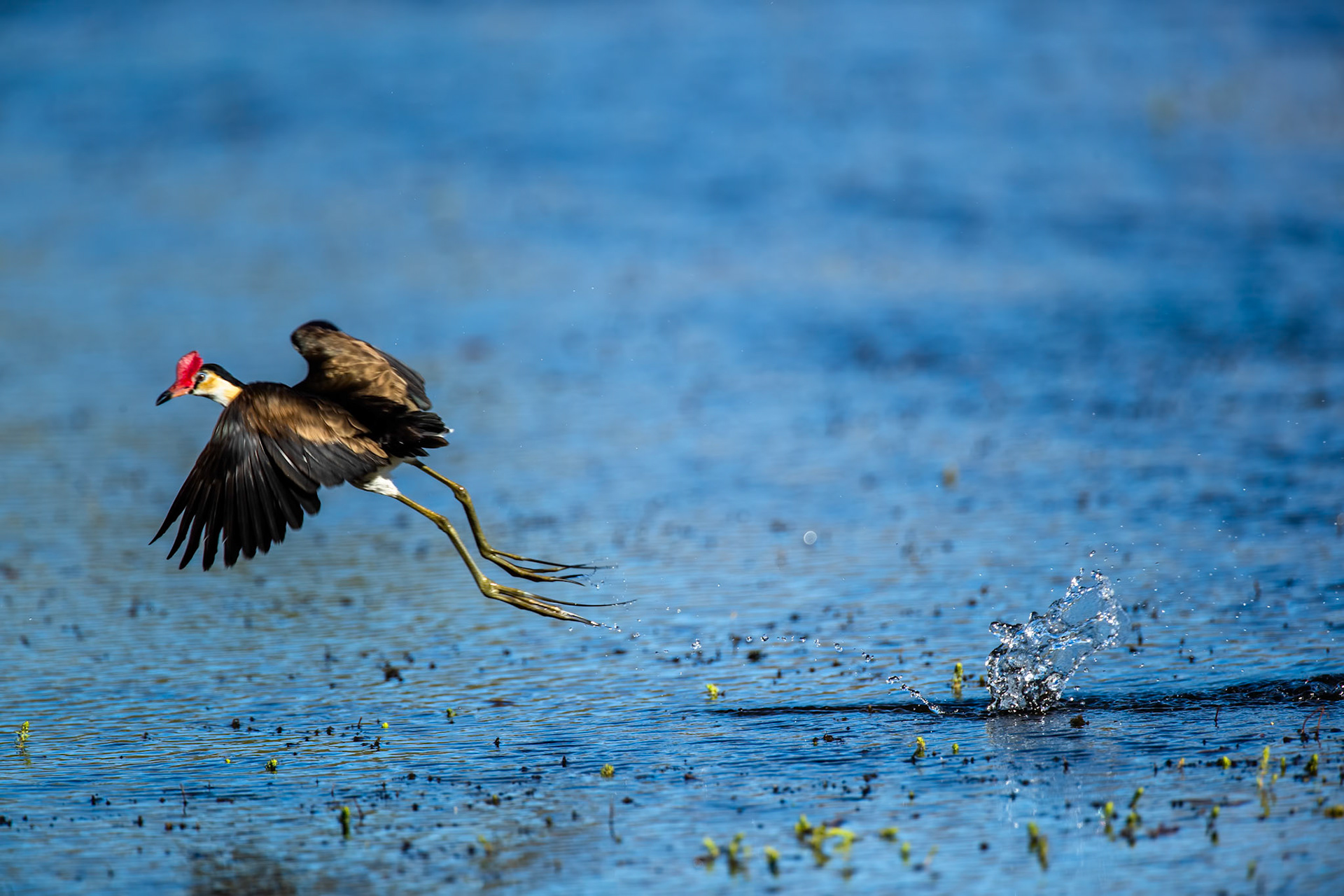 Comb-crested jacana, Lake Moondarra, Mount Isa, Queensland, Australia