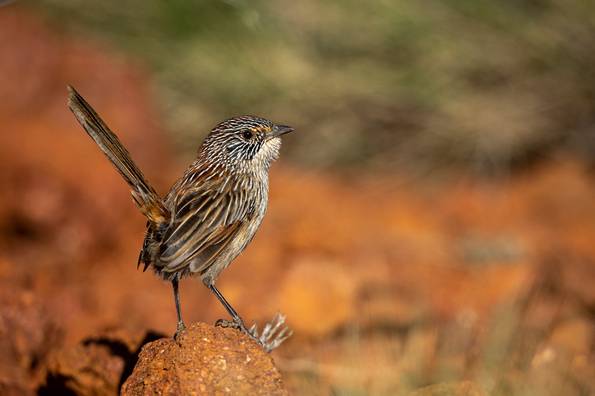 Short-tailed grasswren, Mt Ives, Port Augusta, South Australia