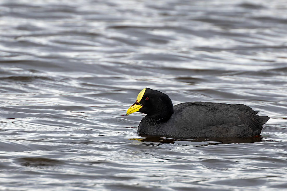 Red-gartered coot, Torres del Paine, Patagonia, Chilé
