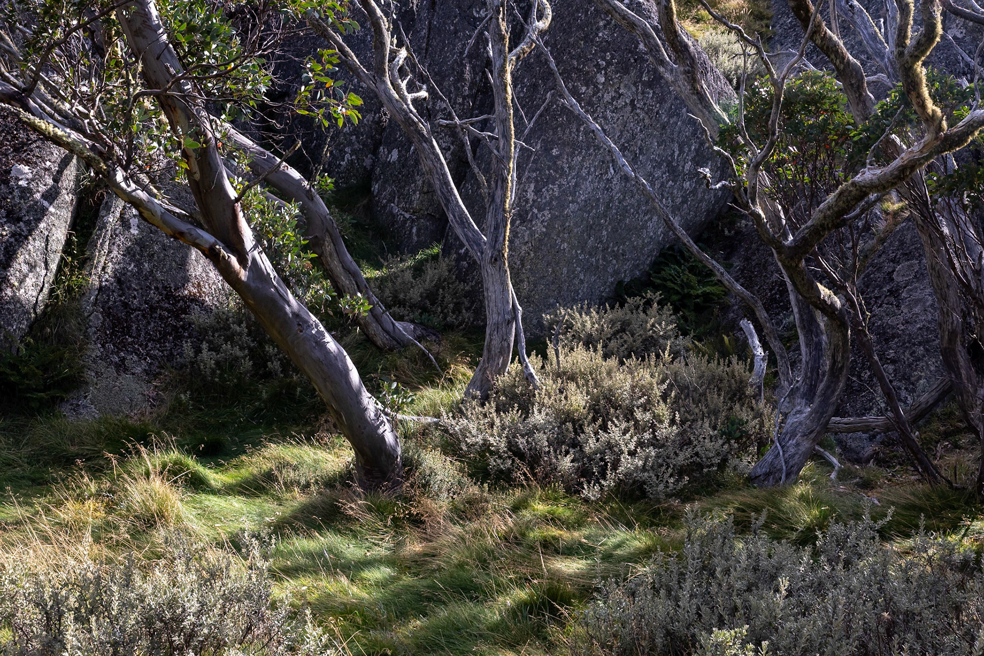 Perisher Valley to Bullock's Flat, Snowies Hiking Trail, Snowy Mountains, New South Wales, Australia