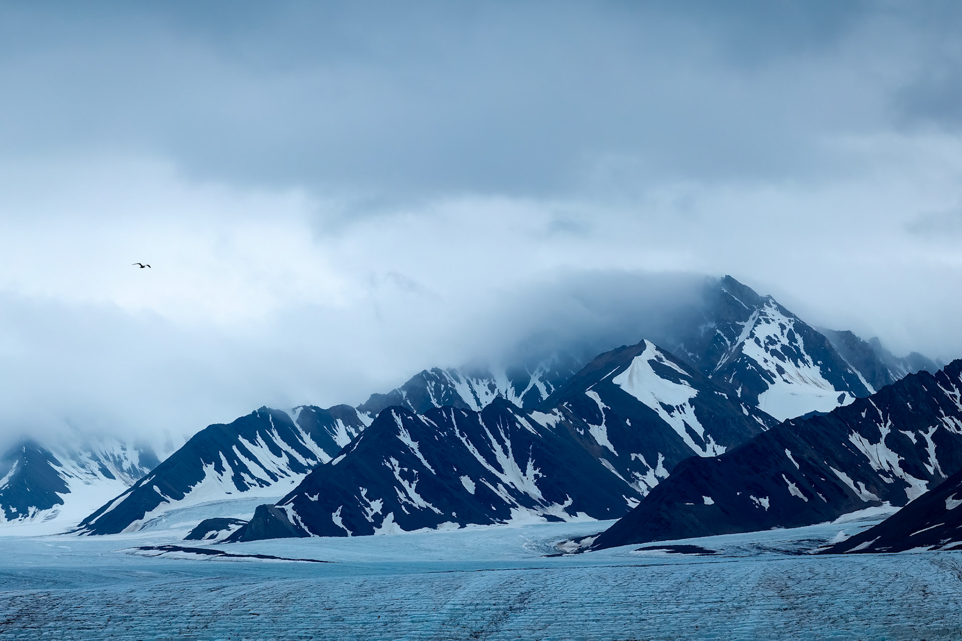 Black-legged kittiwake,  Kongsbreen, Svalbard, Norway