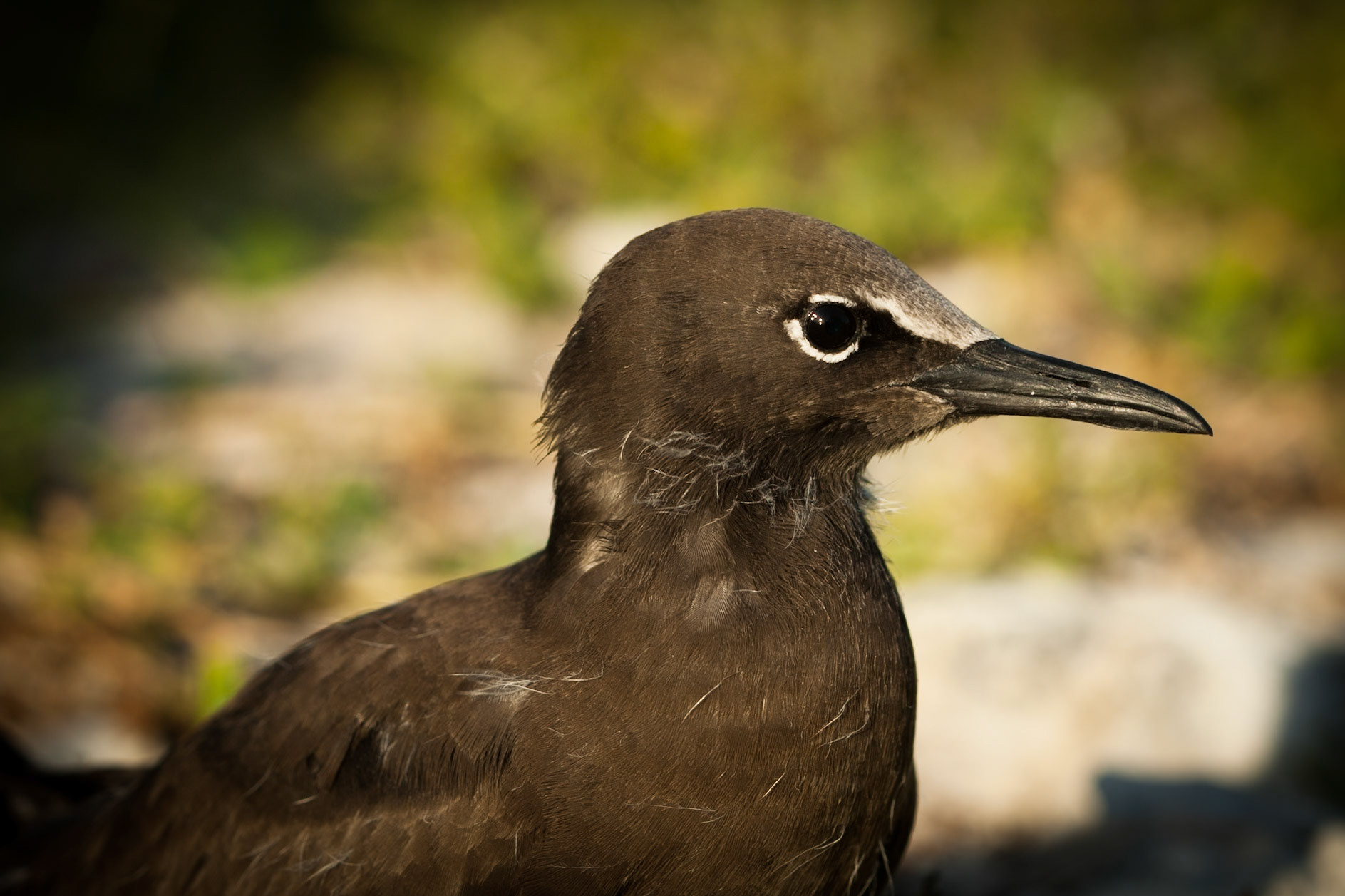 Common (brown) noddy, Lady Elliot Island, Queensland, Australia
