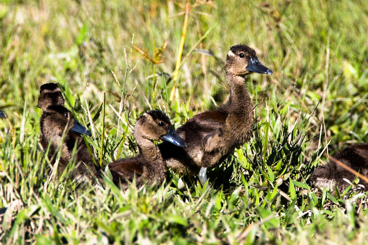 Black-bellied whistling ducks, Porto Jofre, Pantanal, Brazil