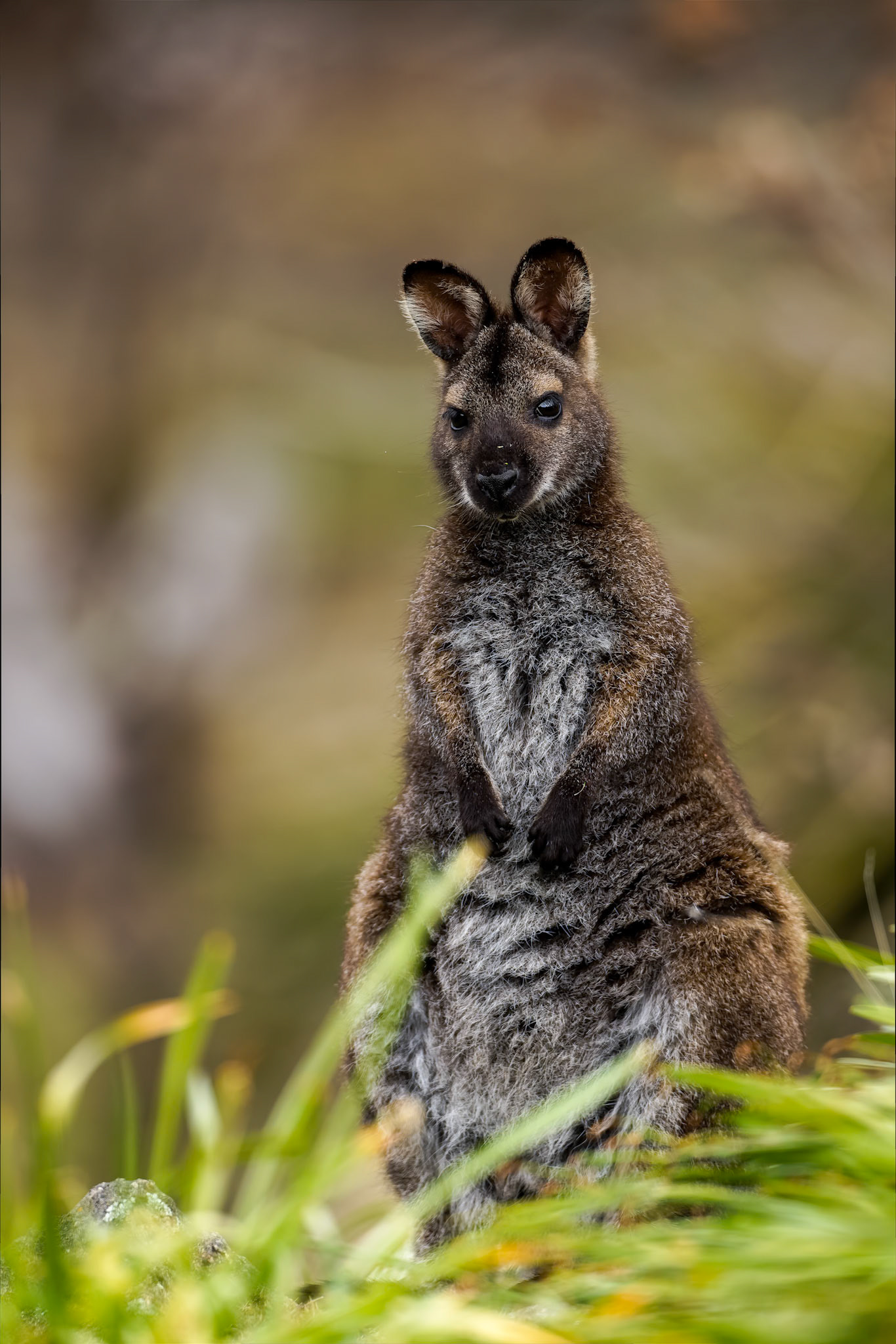 Tasmanian pademelon, Signal Hill, Hobart, Tasmania, Australia