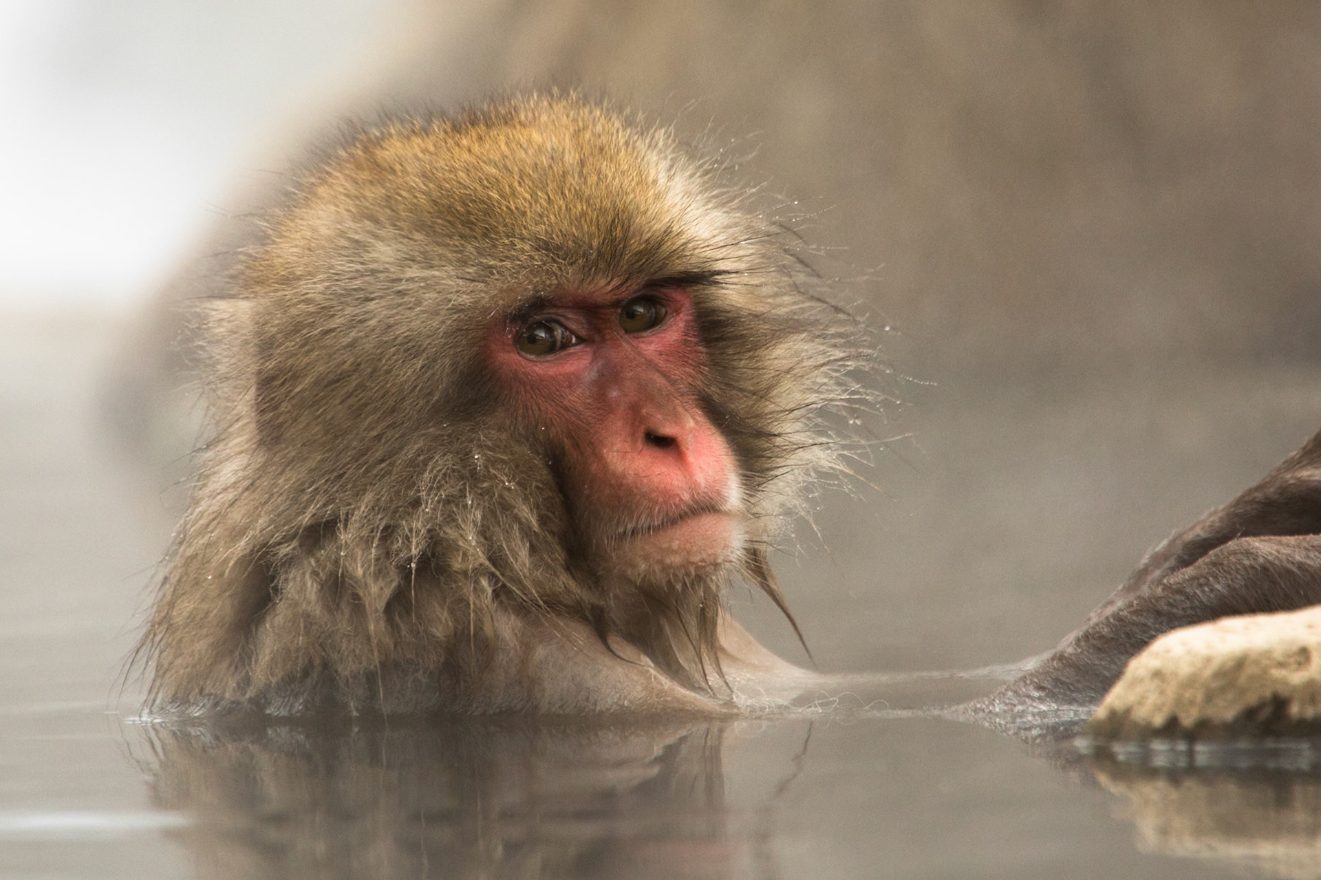 Jigokudani Yaen-Koen, Snow Monkeys, Yudanaka, Japan