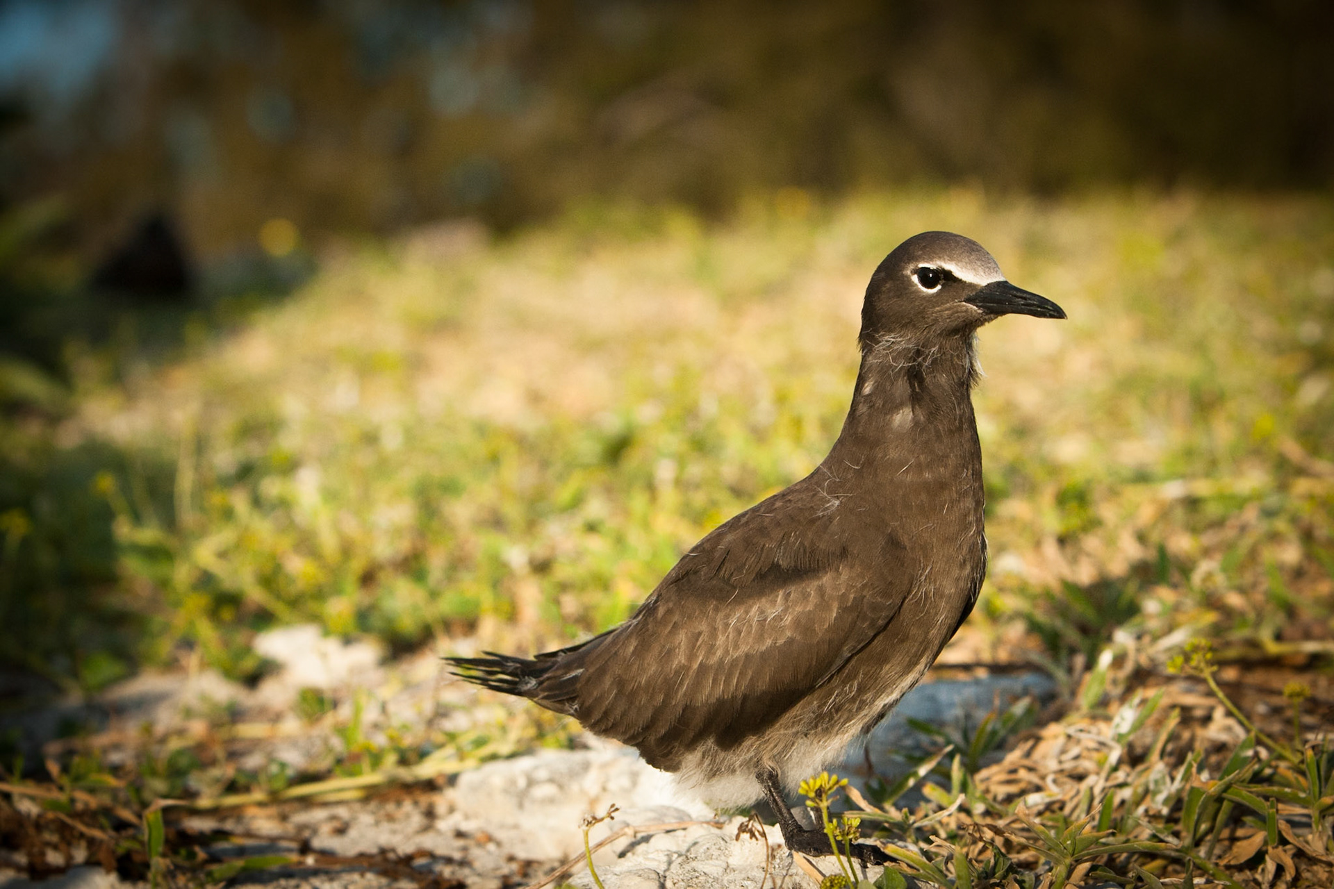 Common (brown) noddy, Lady Elliot Island, Queensland, Australia