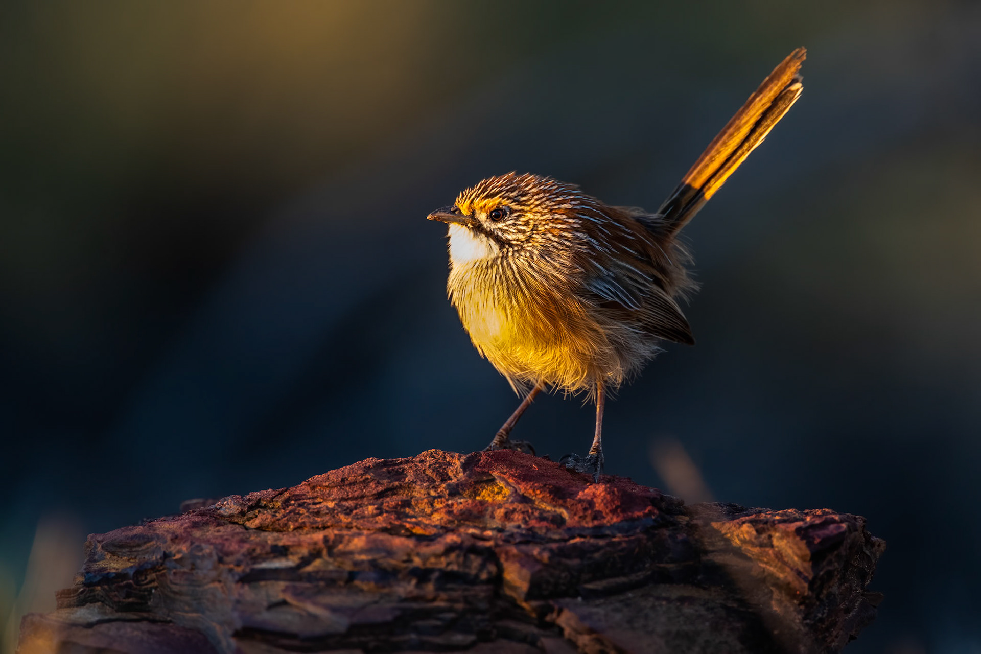 Striated (Opalton) grasswren, Opalton, Queensland, Australia