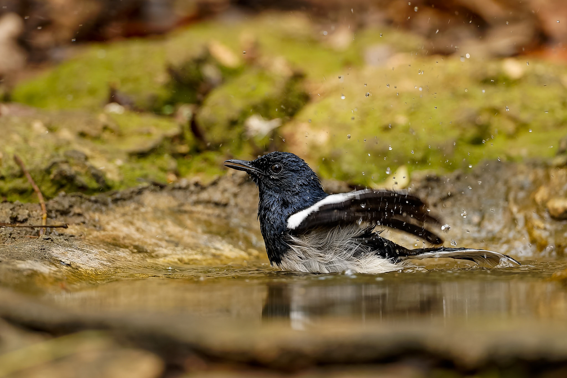 Oriental magpie-robin, Khaeng Krackan National Park, Thailand