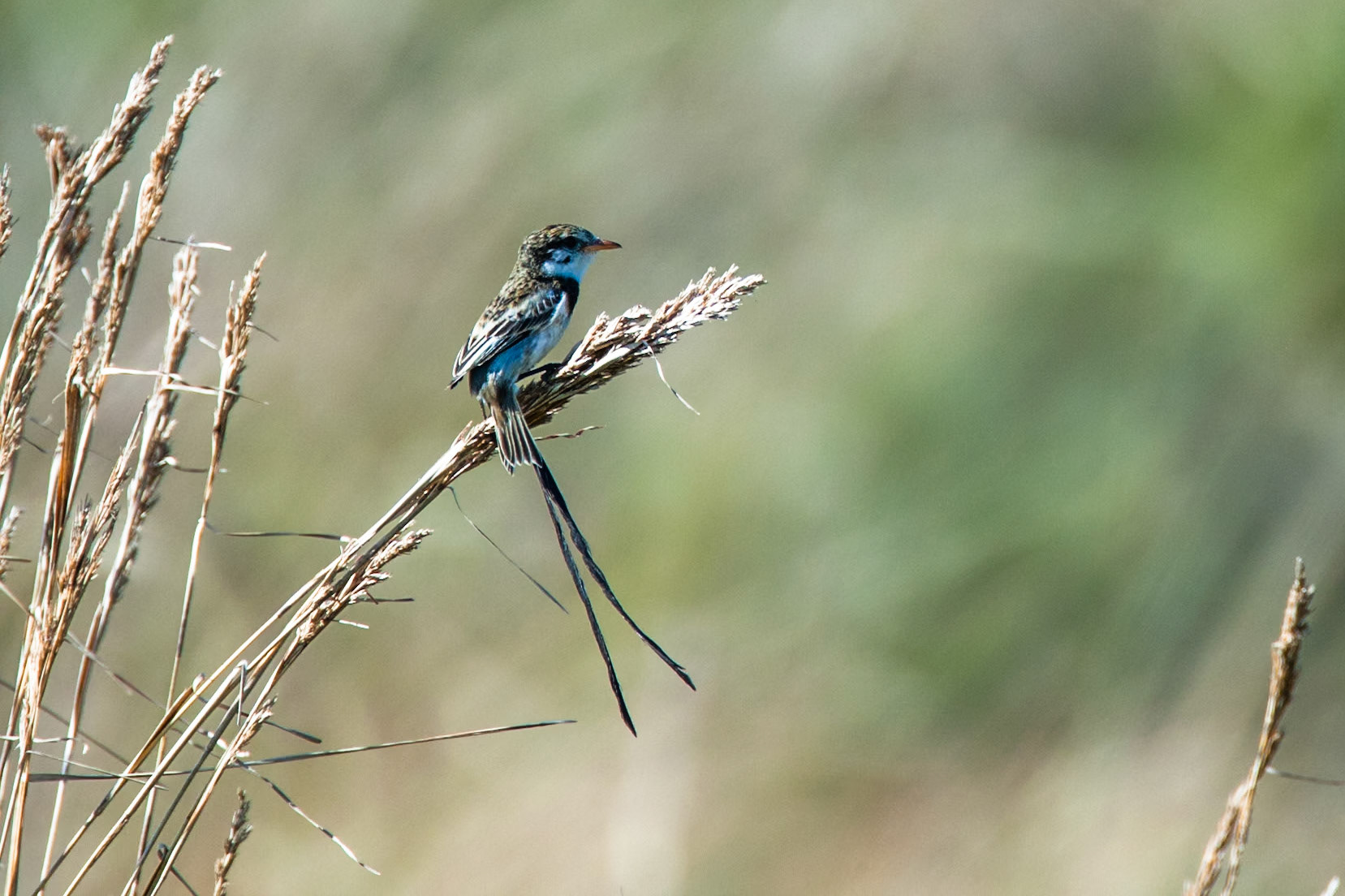 Strange-tailed tyrant, Puerto Valle Esteros, Ibera wetlands, Corrientes, Argentina