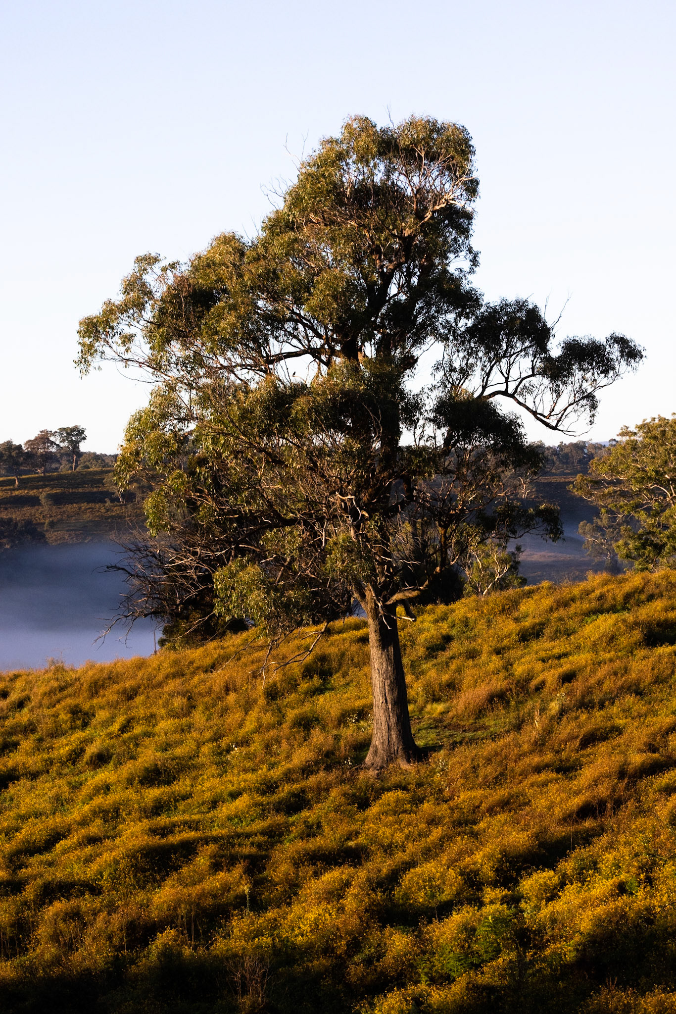 Turon Gates, New South Wales