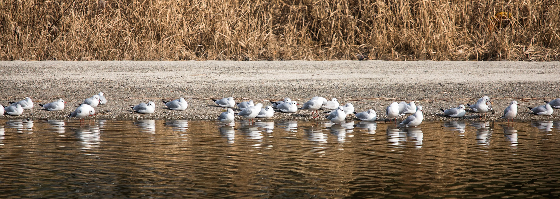 Black-headed gull, Kamo river, Kyoto, Japan