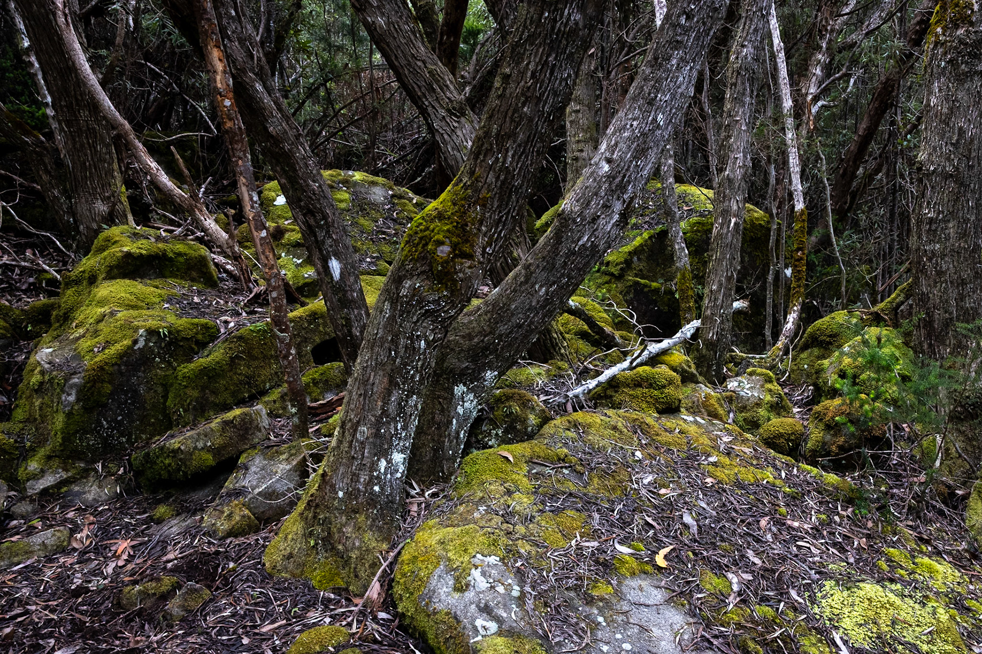 Three Capes Track, Cape Pillar Lodge to Cape Hauy and Fortescue Bay, Tasmania
