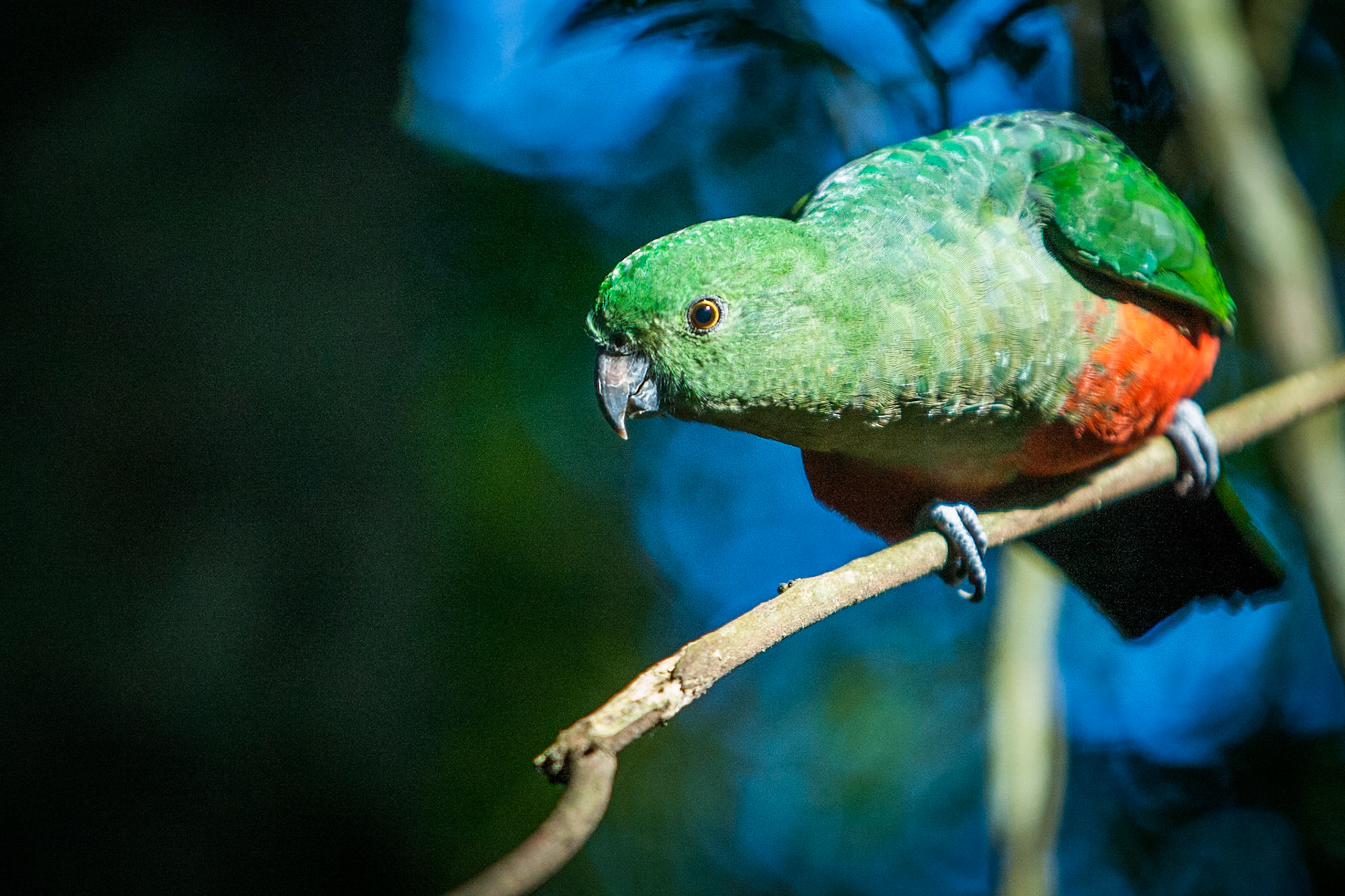 Lamington National Park, Queensland