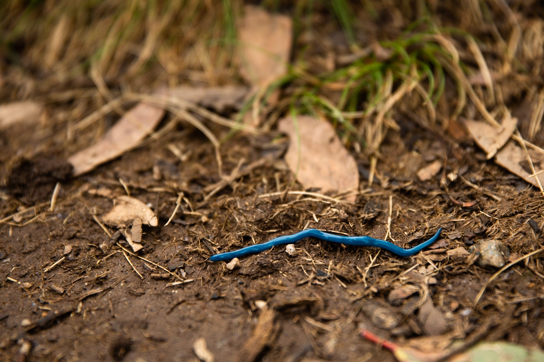 Thredbo to the cablecar and return, Mount Kosciuszko National Park, Snowy Mountains, New South Wales