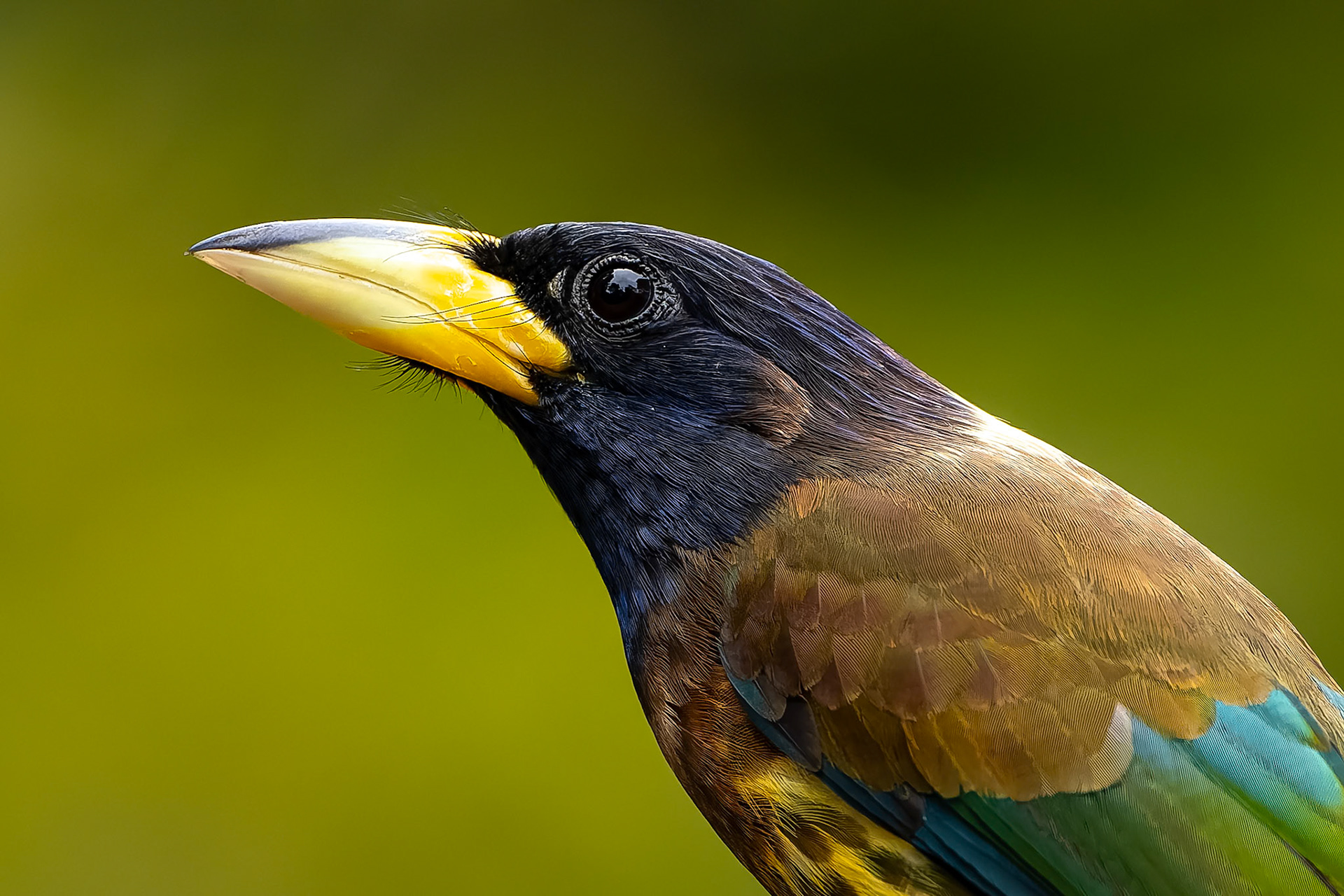 Great barbet, Bird's Den, Corbett Tiger Reserve, India