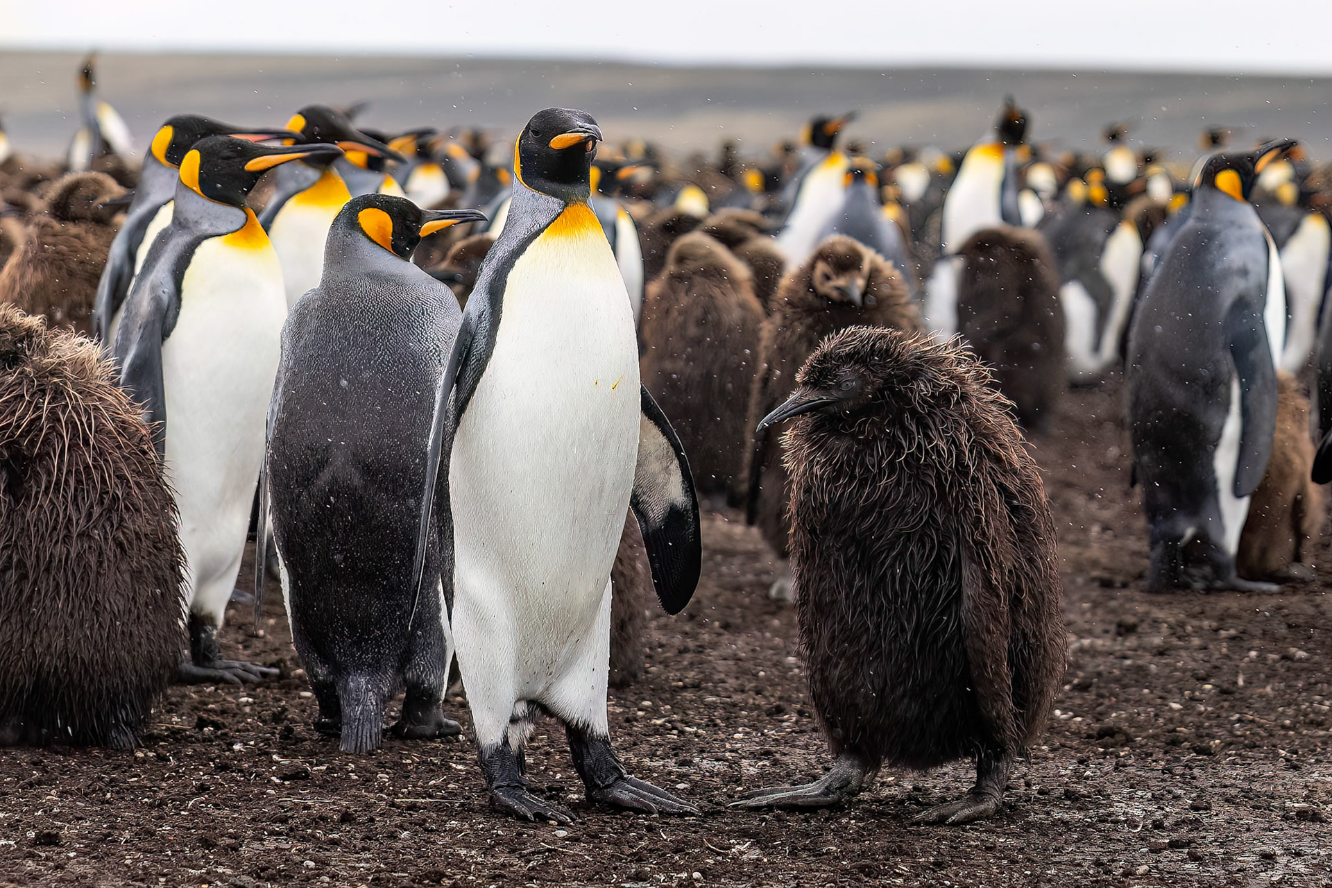 King penguin, Volunteer Point, Stanley, Falkland Islands