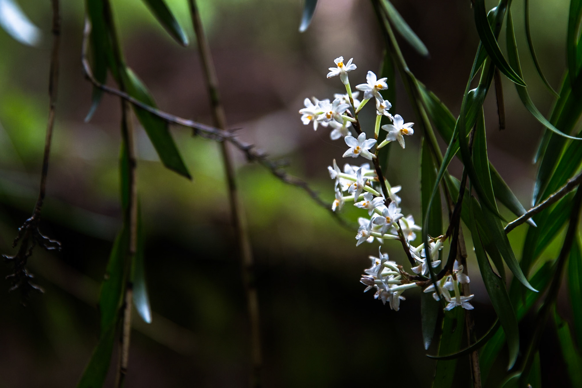 Rotopounamu lake, Tongariro, New Zealand