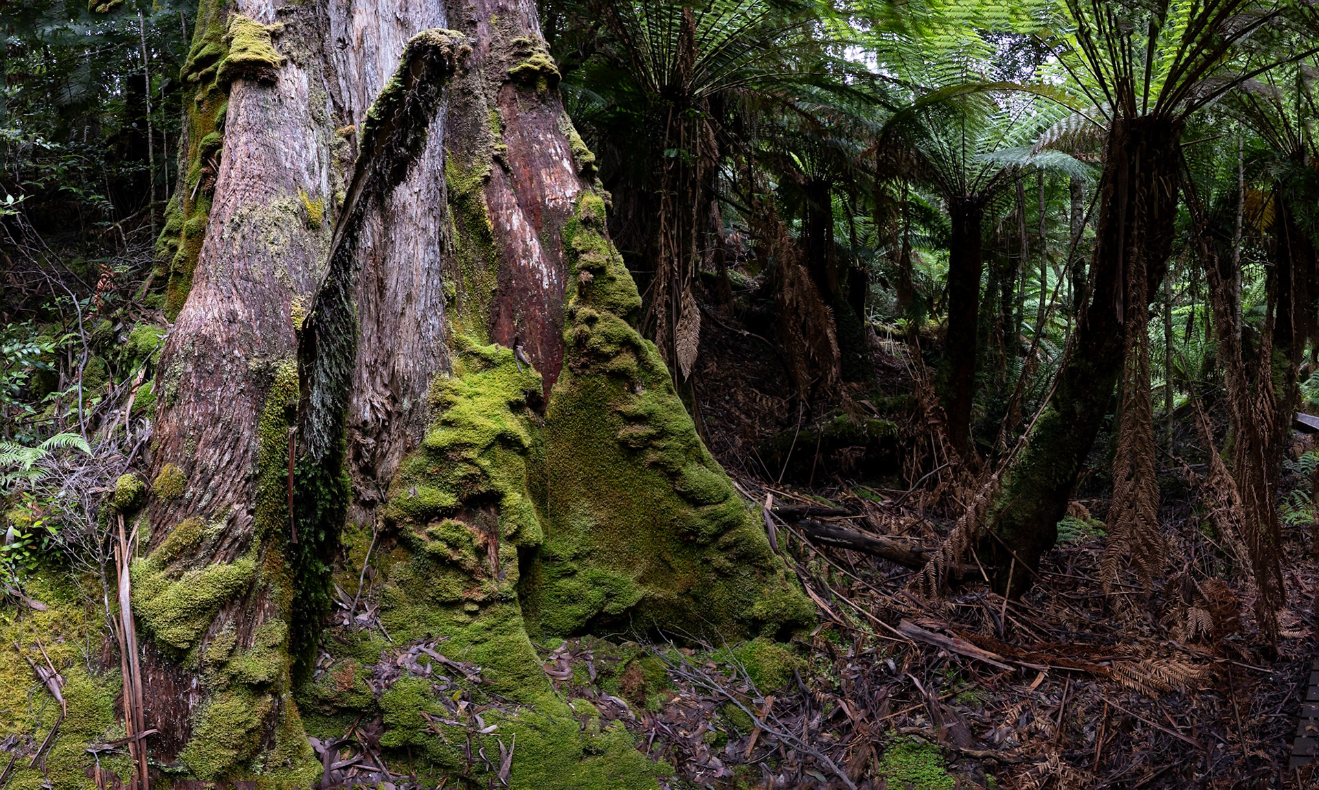 Three Capes Track, Cape Pillar Lodge to Cape Hauy and Fortescue Bay, Tasmania