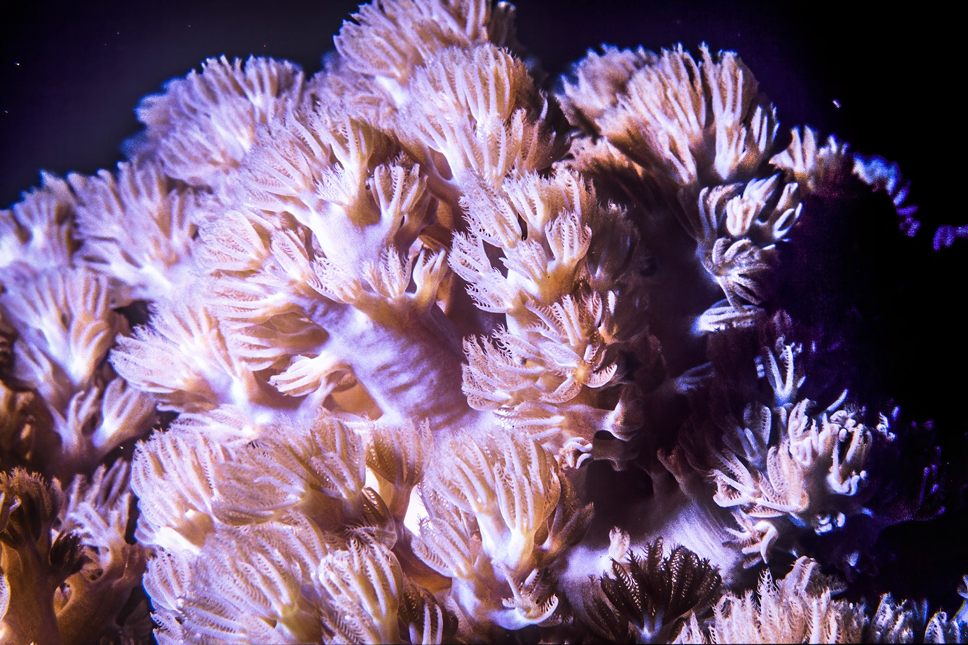 Soft coral, Comores
