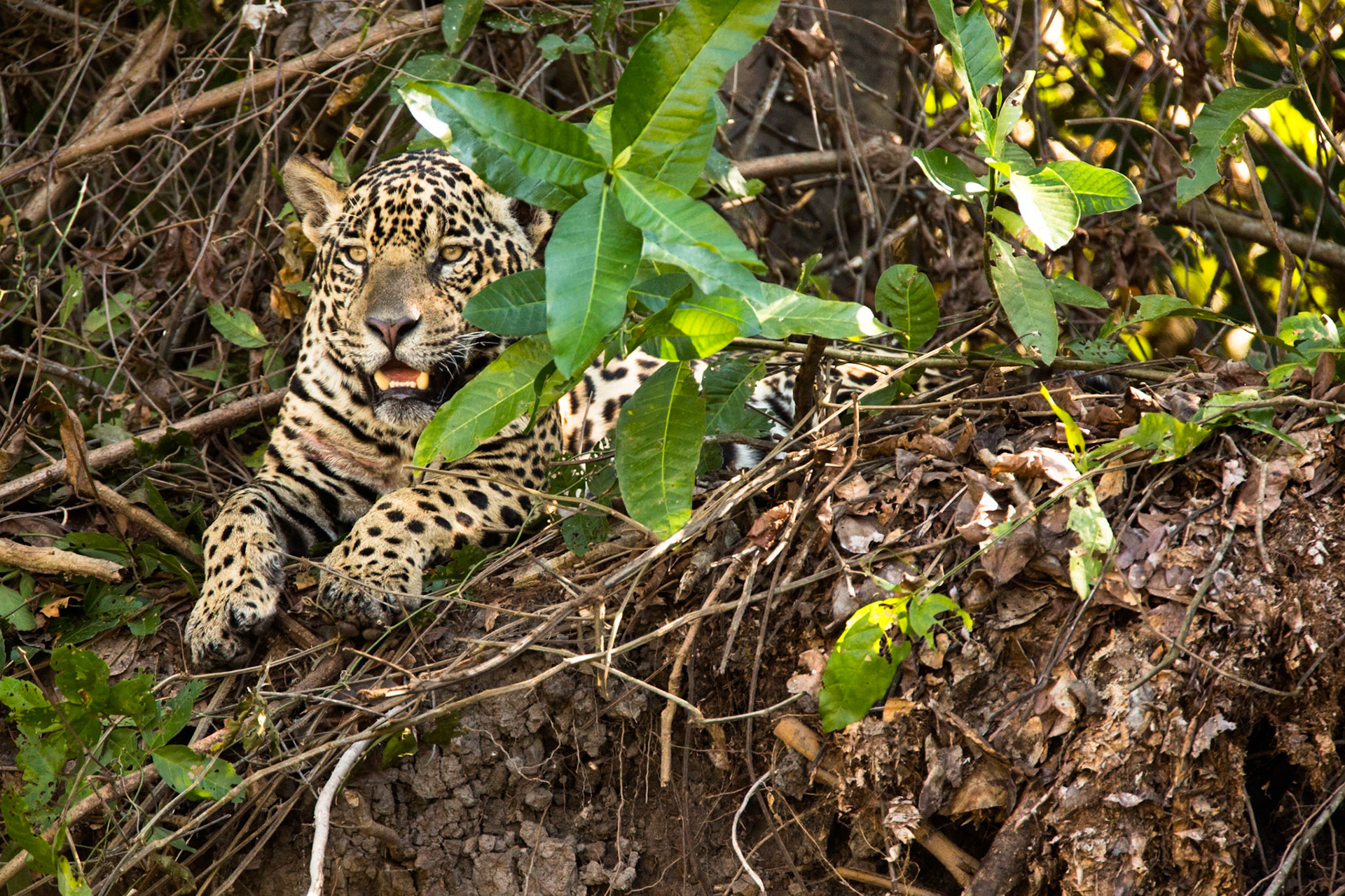 Jaguar, Porto Jofre, Pantanal, Brazil