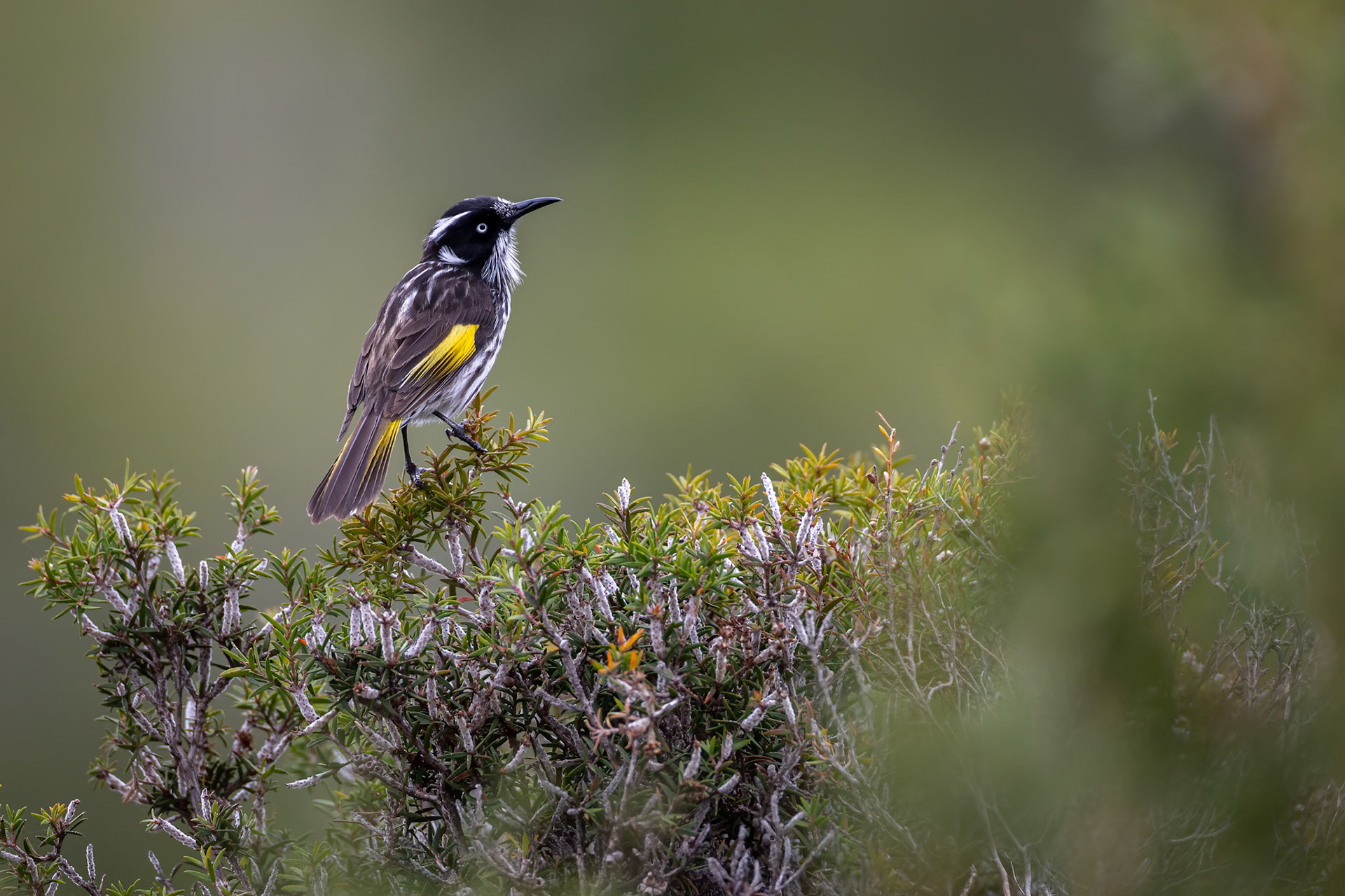 New Holland honey eater, Cheynes Beach, West Australia