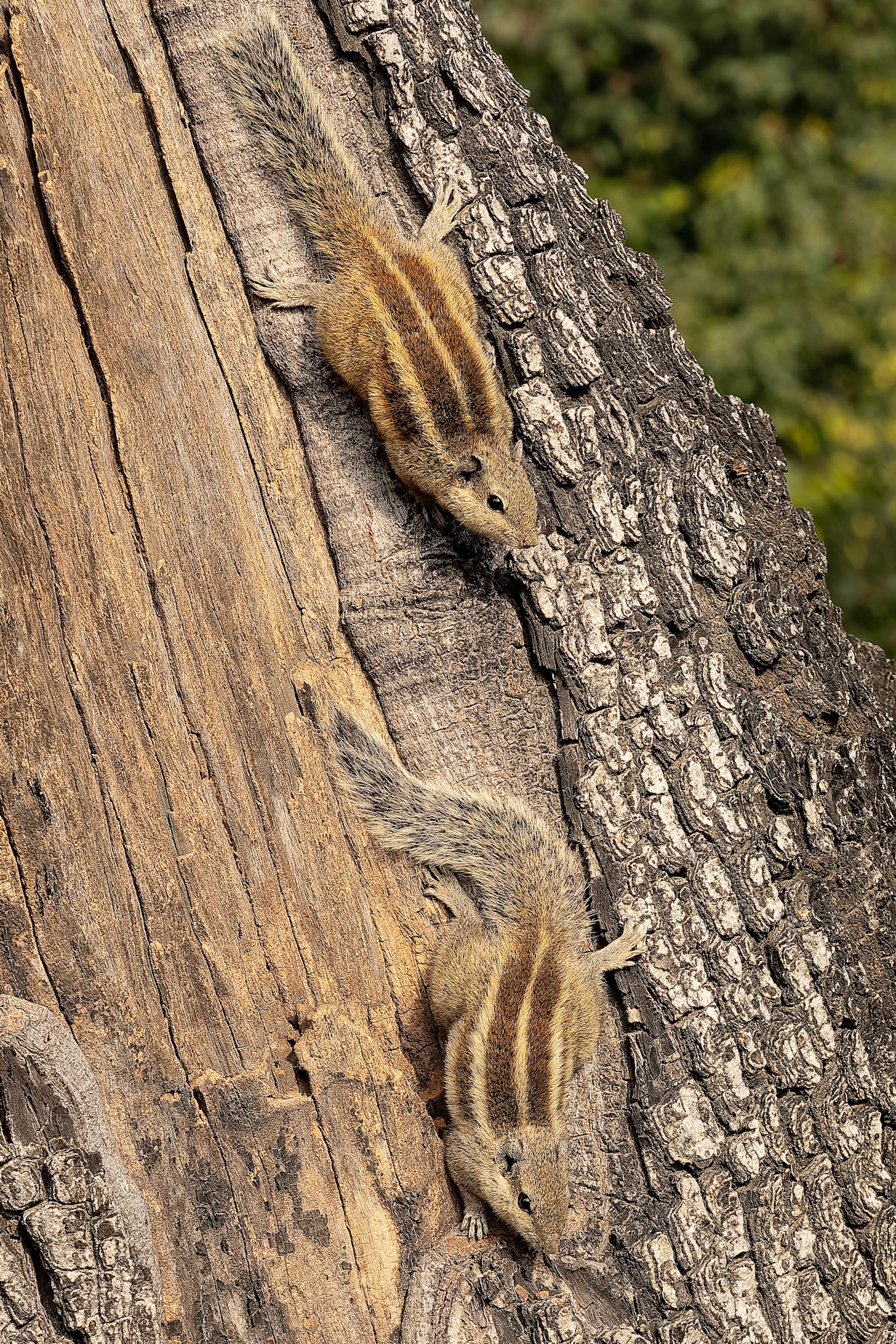 Northern palm squirrel, Agra, India