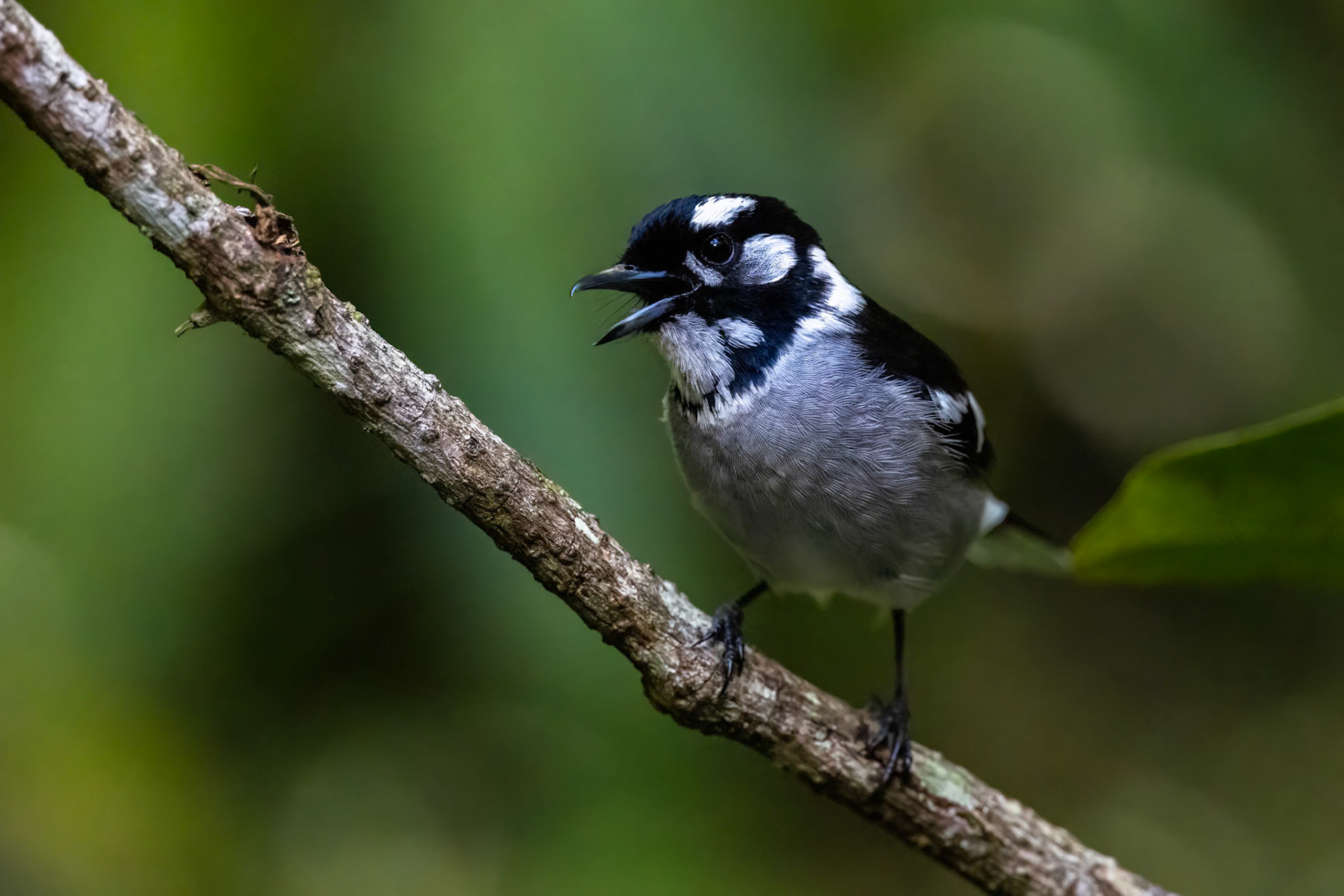 White-eared monarch, Lake Eacham, Atherton Tablelands, Queensland