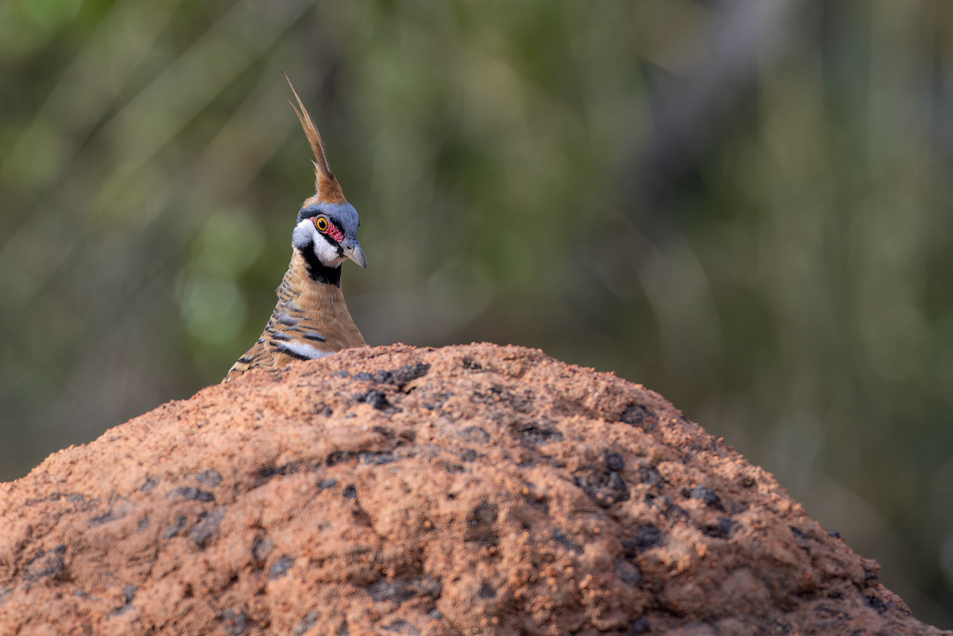 Spinifex pigeon, Mt Isa, Queensland, Australia
