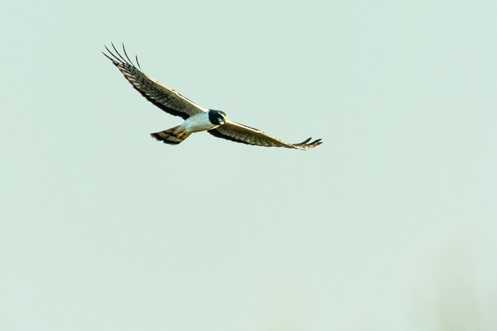 Long-winged harrier, Puerto Valle Esteros, Ibera wetlands, Corrientes, Argentina