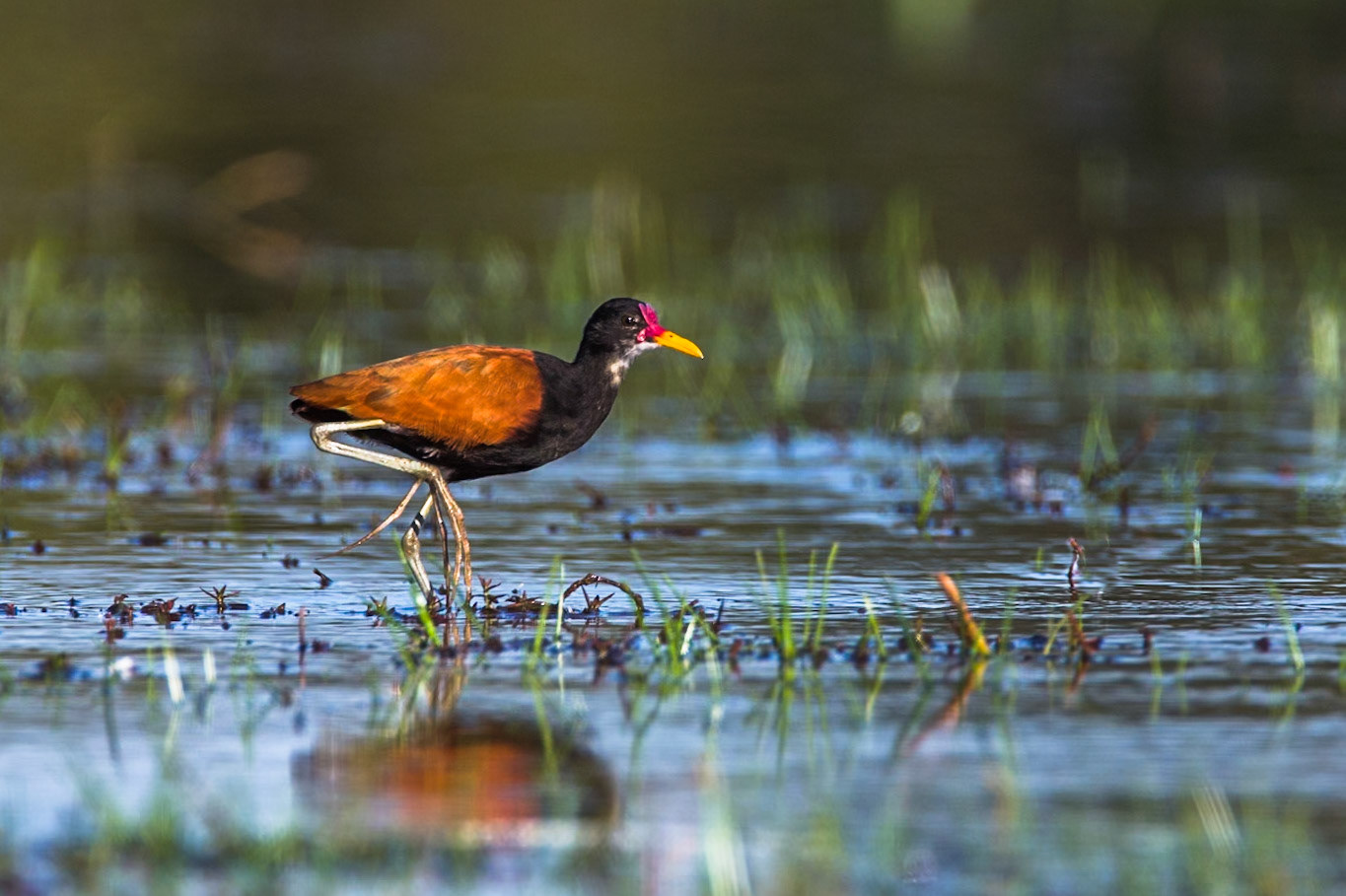 Wattled jacana, Pousada Piuval, Pantanal, Brazil