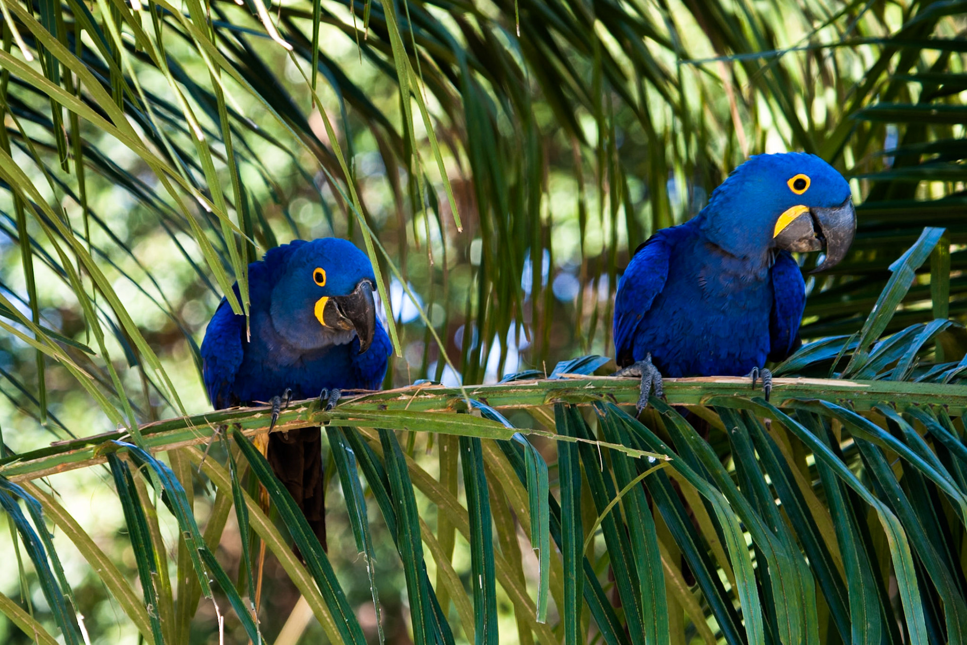 Hyacinth macaws, Porto Jofre, Pantanal, Brazil
