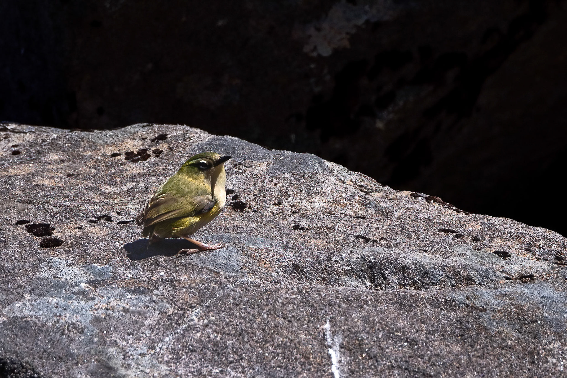 Rock wren (South Island wren), Te Anau, New Zealand