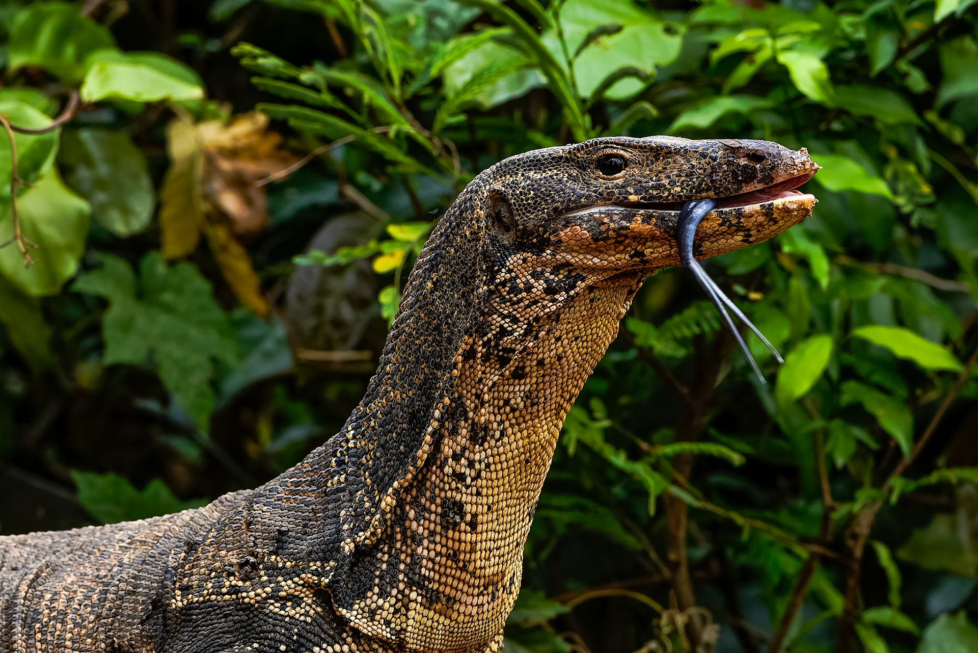 Asian water monitor (khaeng khrarkan), Khaeng Krackan National Park, Thailand