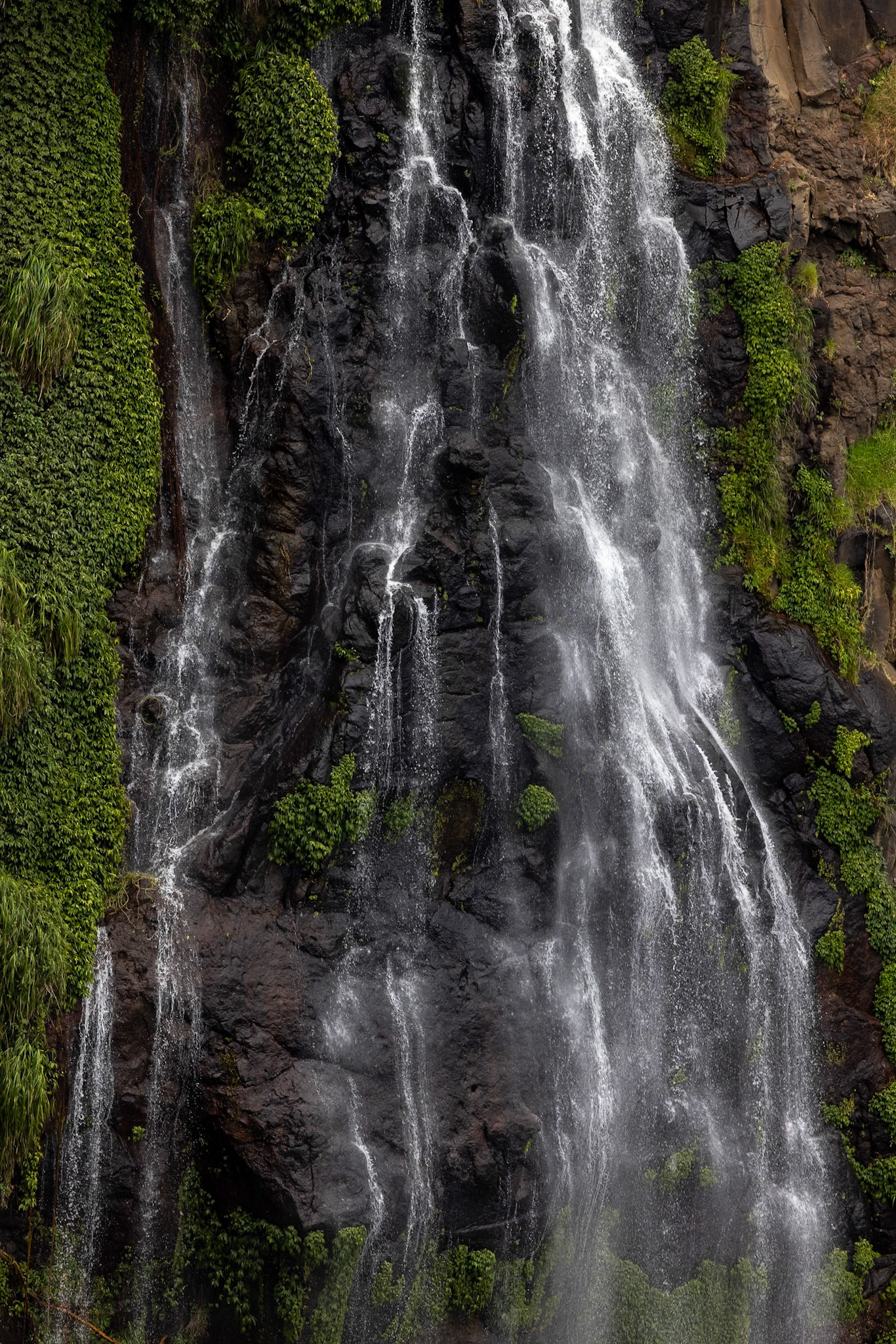 O'Reilly's Rainforest Retreat, Lamington National Park, Queensland, Australia