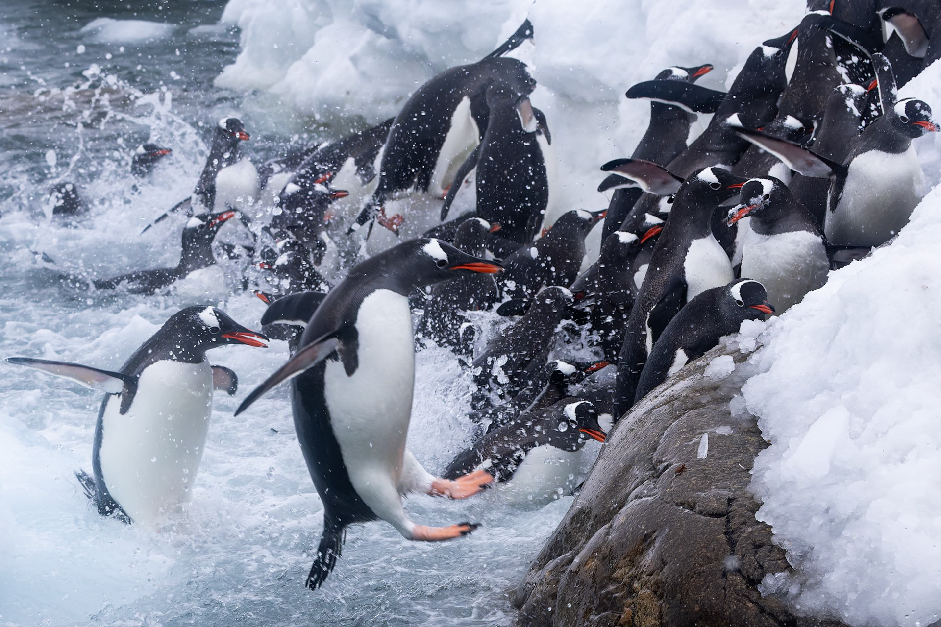 Gentoo penguin, Danko Island, Antarctica