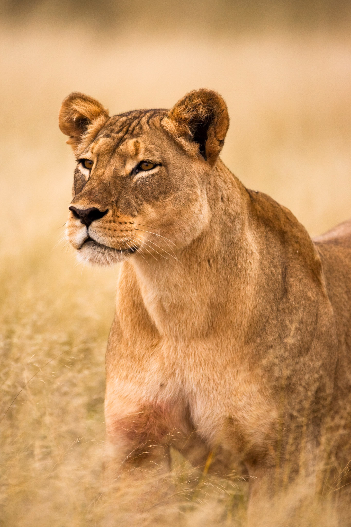 Lioness , Tswalu Kalahari
