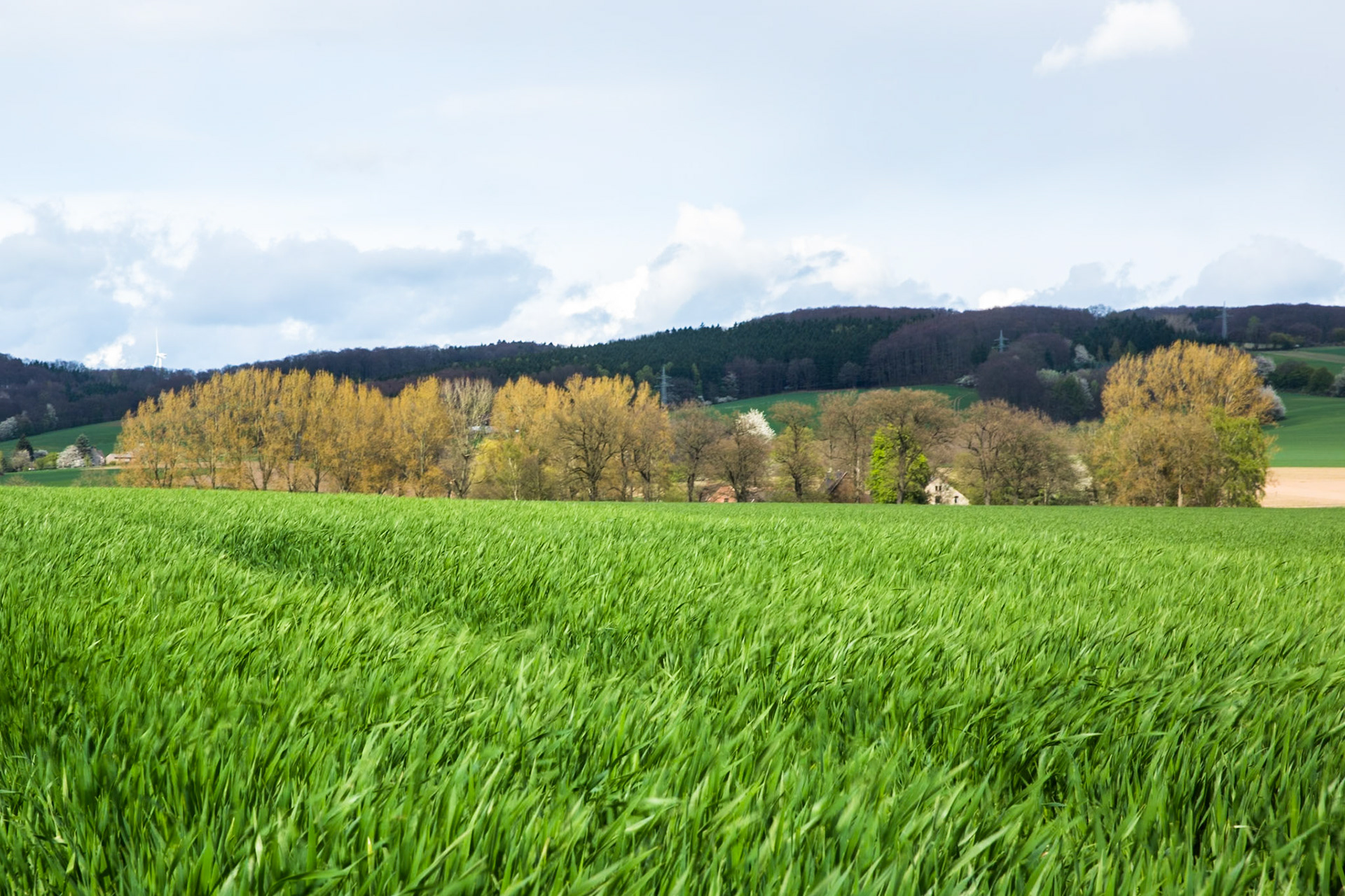 Das Hohe Feld, in an area Gemeinderhaus in Bega, now an open field on a hill that is no doubt the origin of our surname. Schimshon Bega (Samson ben Isaac) and his son Isaac ben Samson lived in Bega before moving to Lemgo and acquiring the surname Hochfeld.