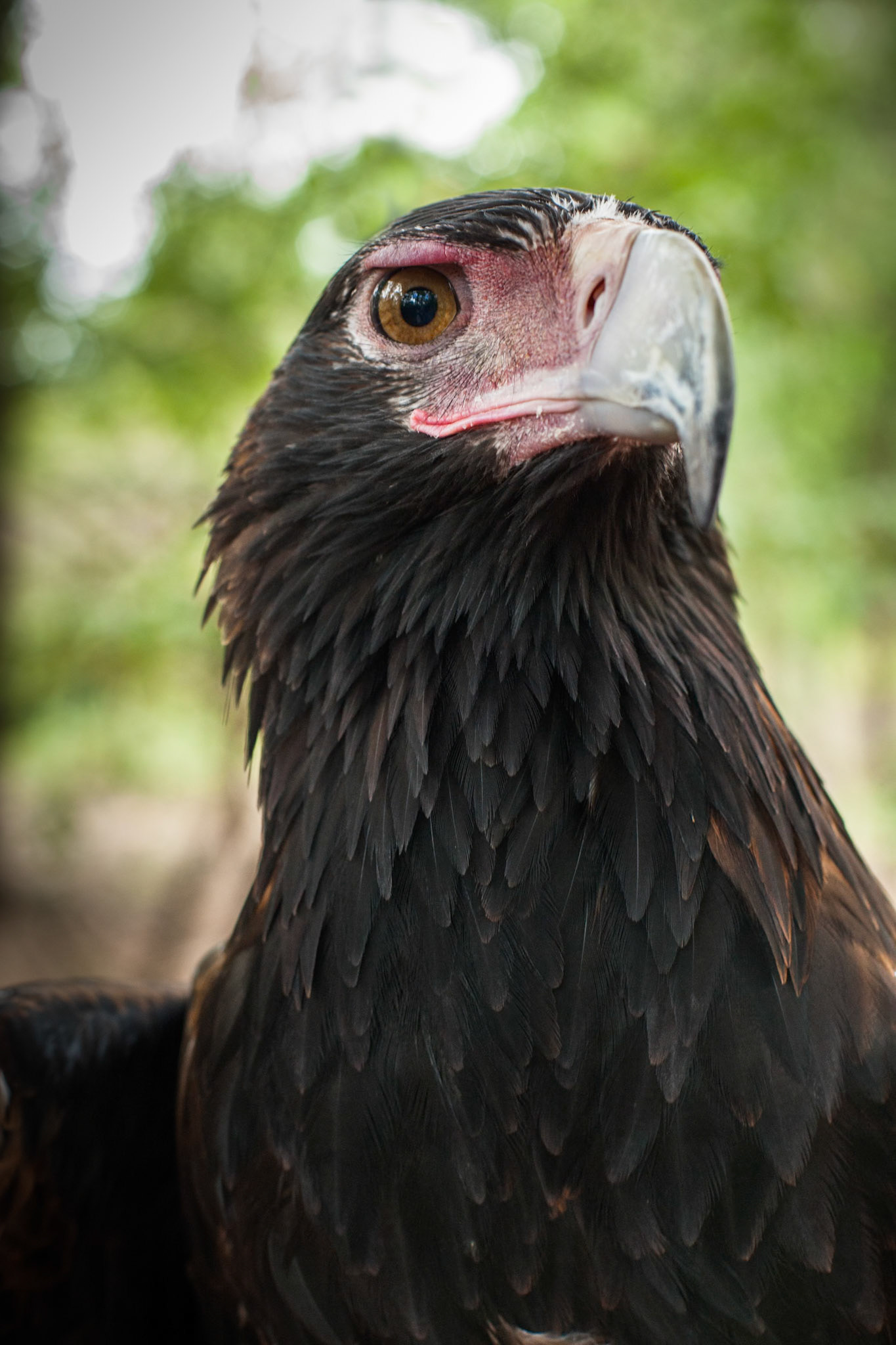 Wedge-tailed eagle, Territory Wildlife Park, Darwin, Northern Territory