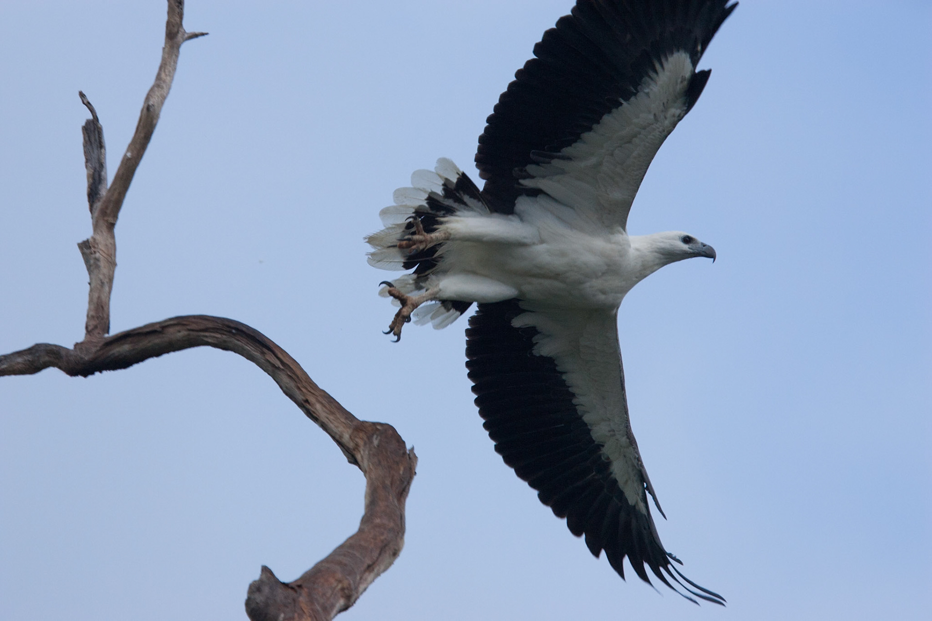 White-bellied sea-eagle Cooinda, Kakadu, Northern Territory
