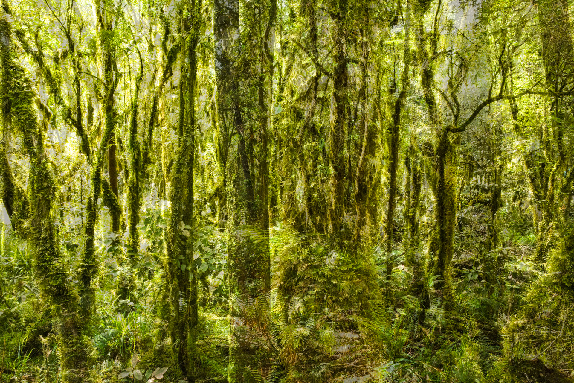 Hollyford Track to Pyke Lodge, New Zealand