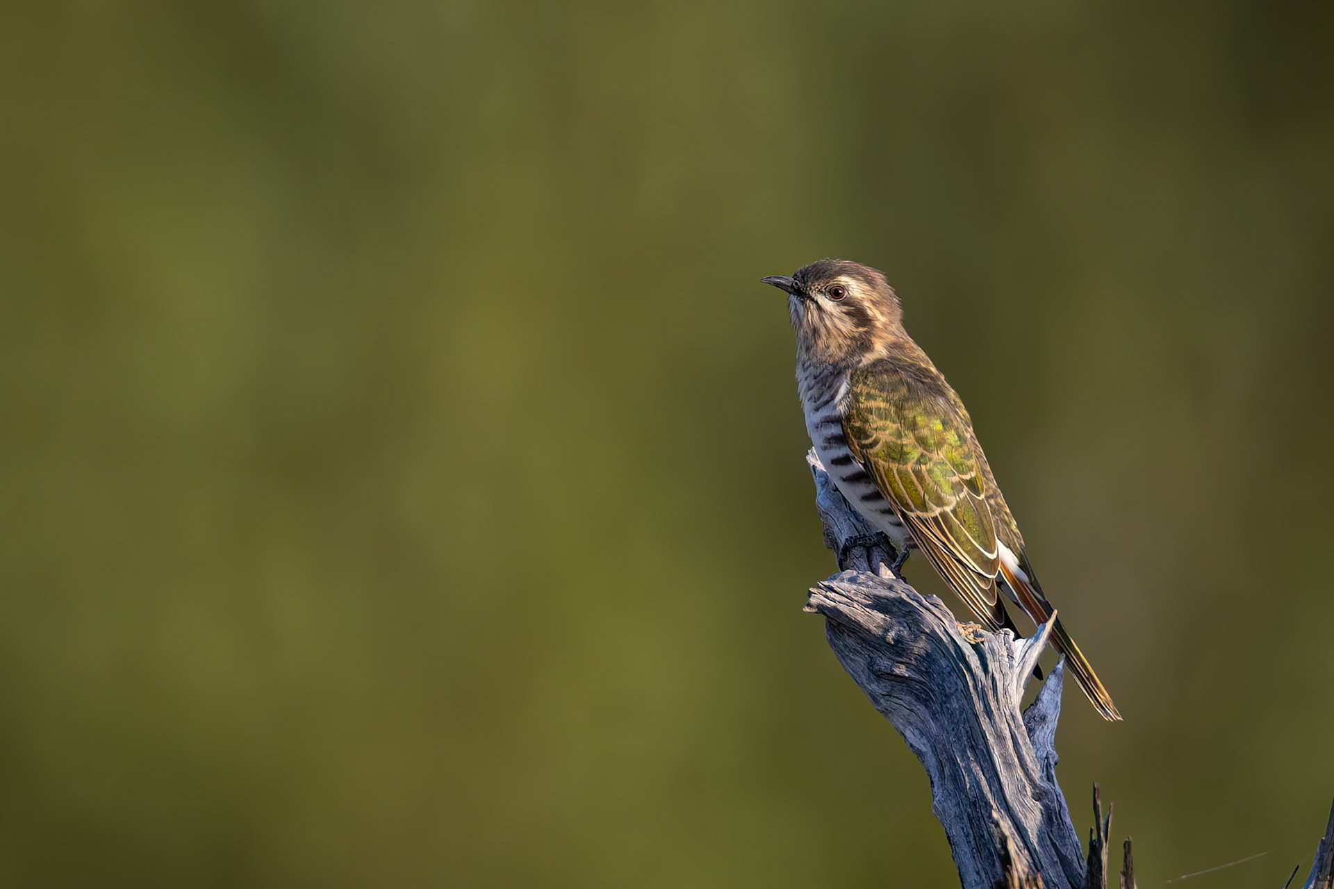 Horsfield's bronze-cuckoo, Thargomindah to Eulo, Queensland, Australia
