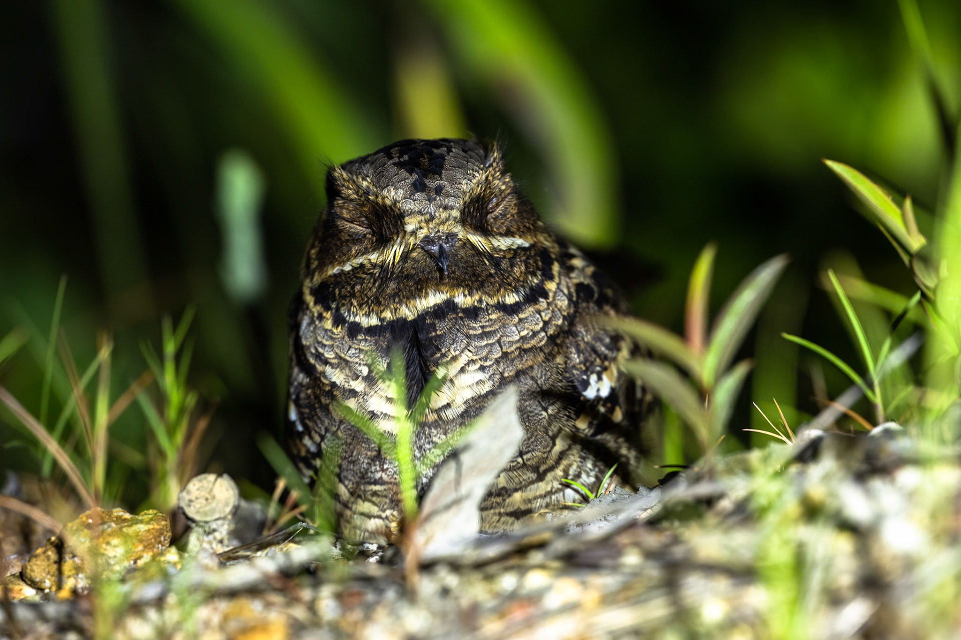 Large-tailed nightjar, Kutini-Payamu (Iron Range) National Park, Cape York Penninsula, Queensland
