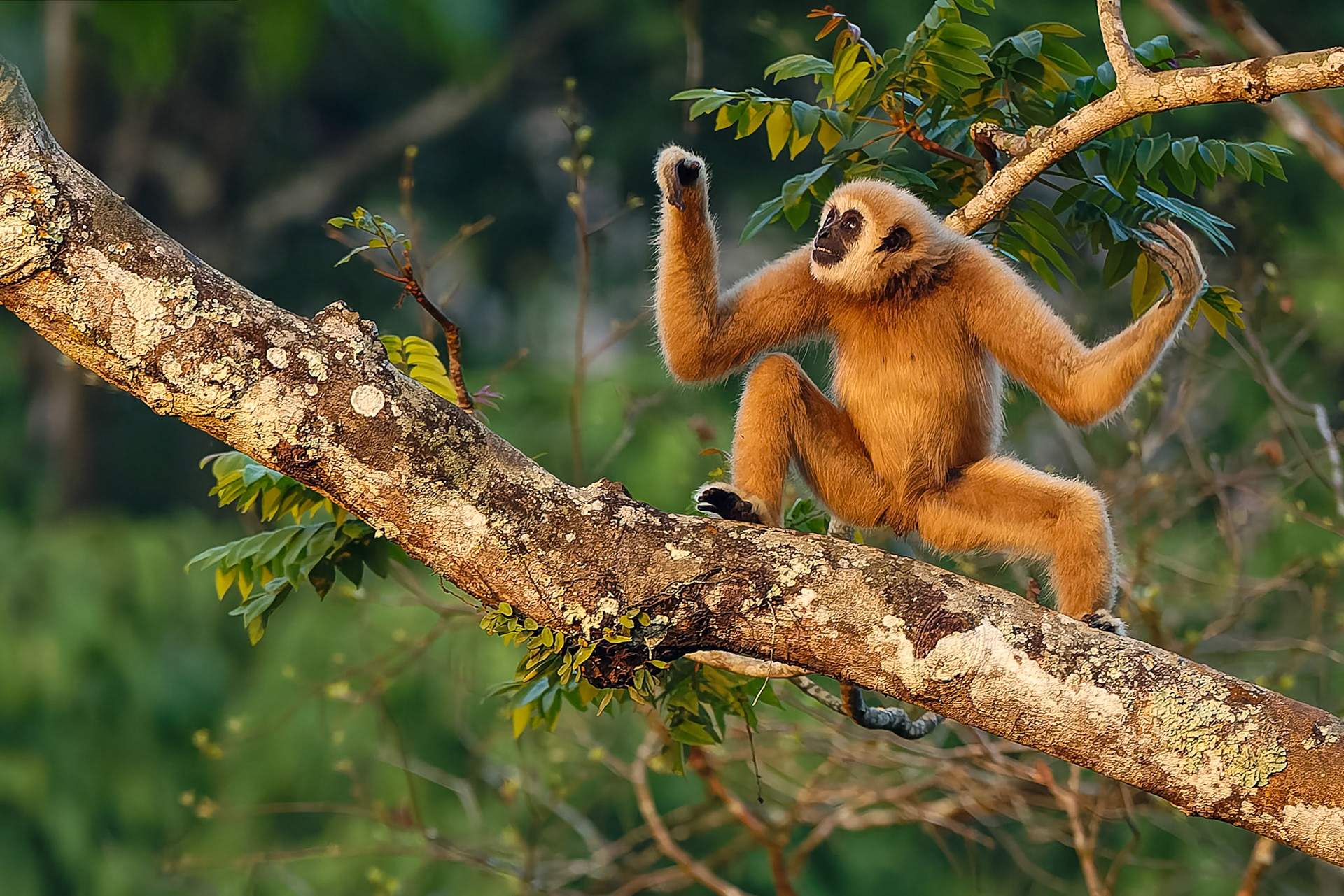 Lar Gibbon, Khaeng Krackan National Park, Thailand