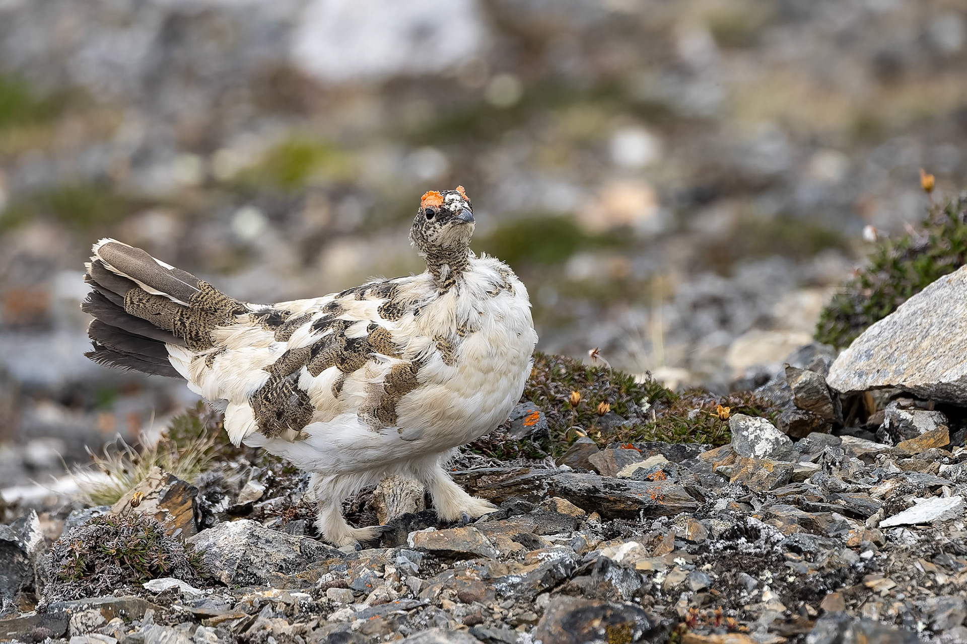 Rock ptarmigan, Texas Bar, Svalbard, Norway